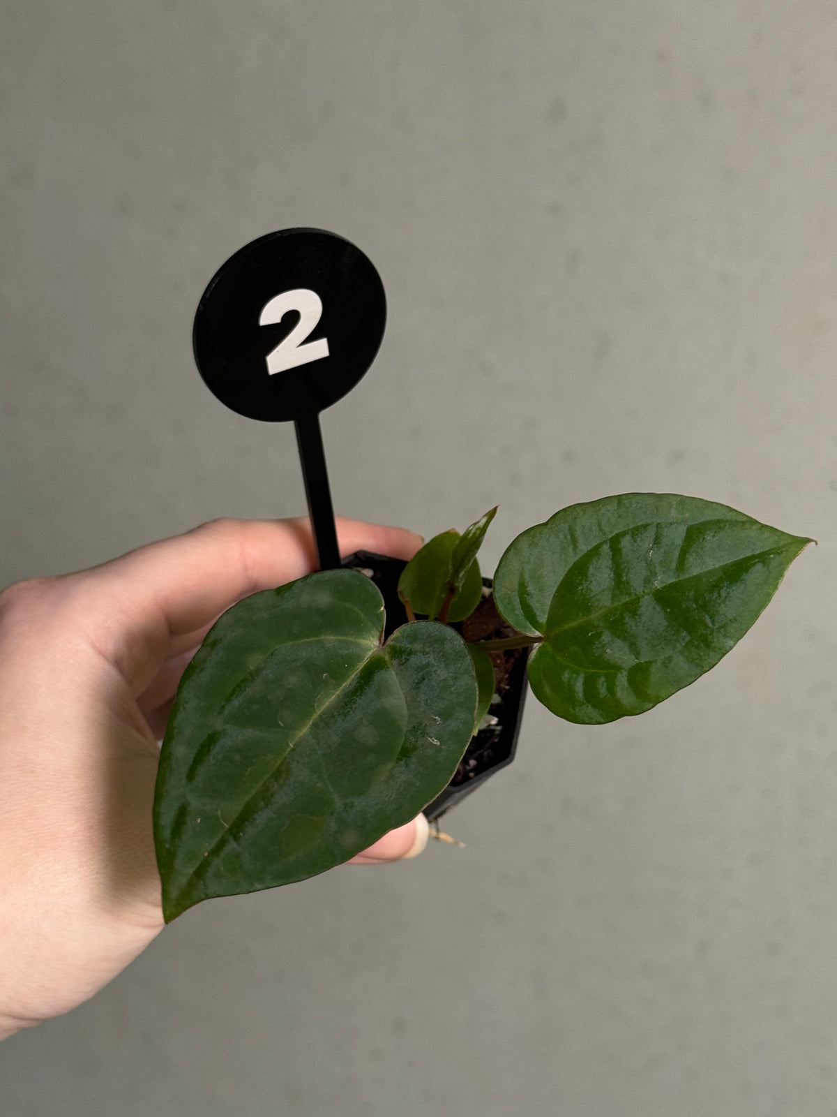 Anthurium Michelle x Red Vein Dark Phoenix plant with glossy green leaves and striking red-veined dark purple flowers, from SMUKHI.