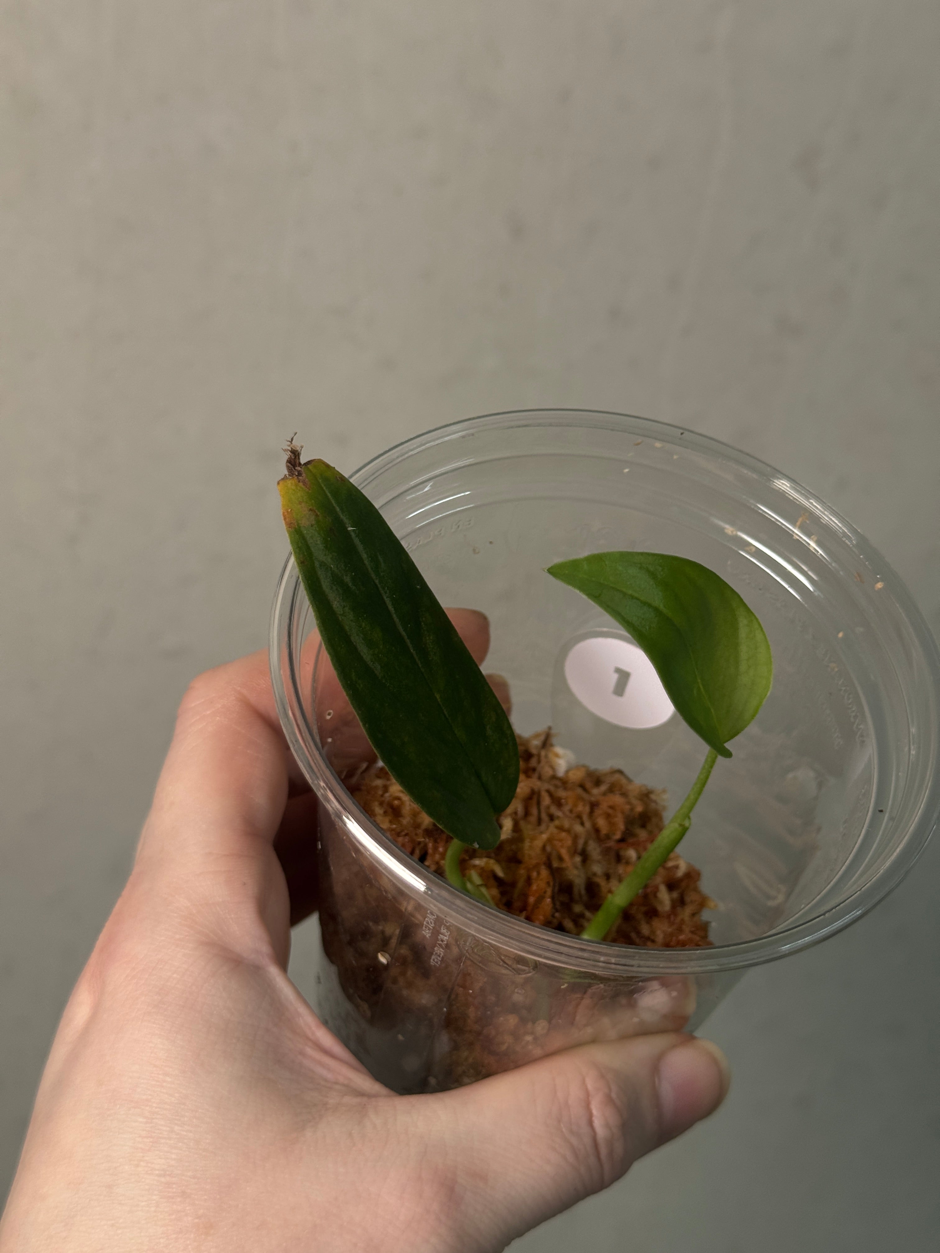 Monstera sp. 'Black Velvet' - Cutting - SMUKHI