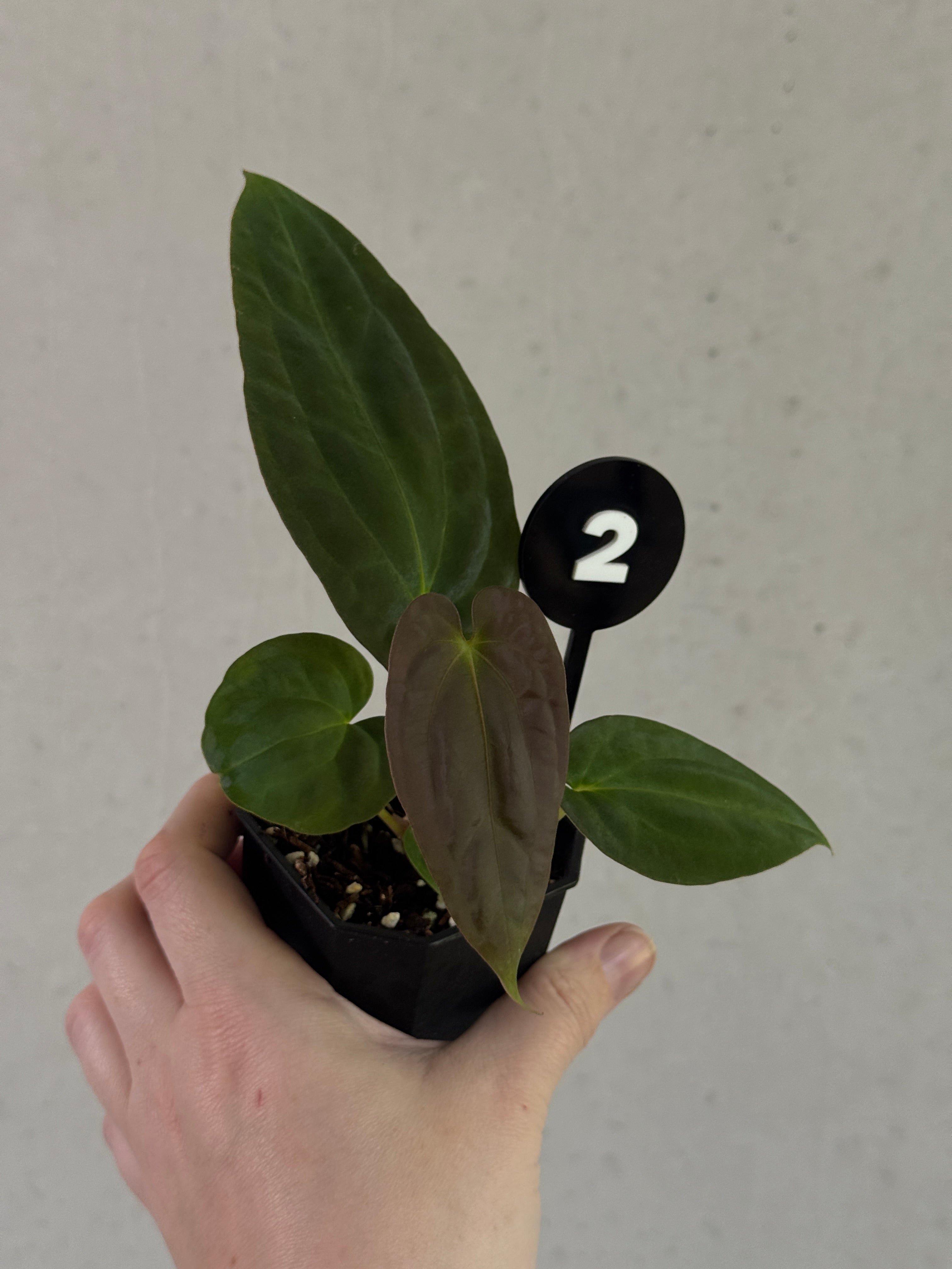 Anthurium Papillilaminum Ree Gardens x BVEP ('Round' x RA1) - Rare