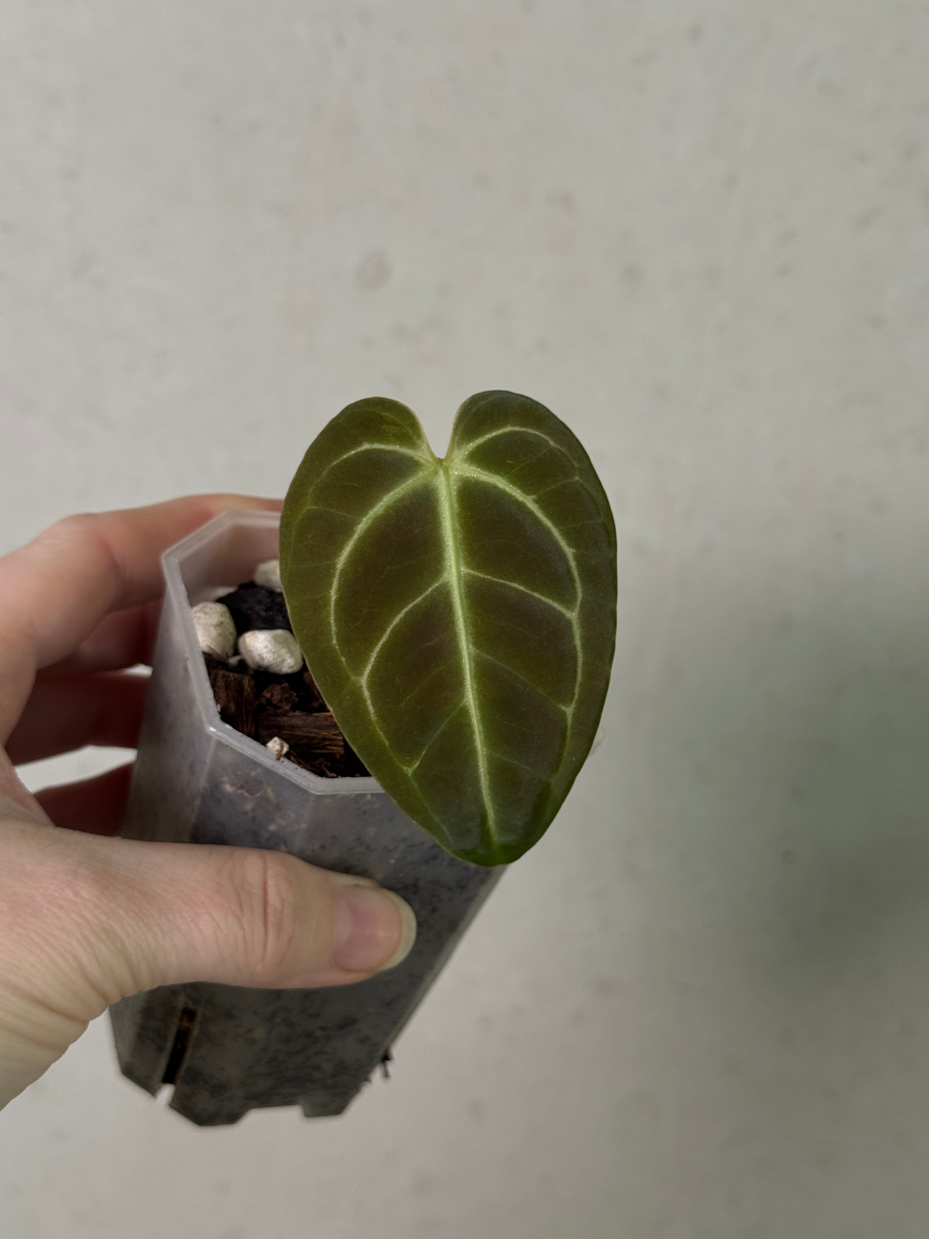 Anthurium Regale - Clone