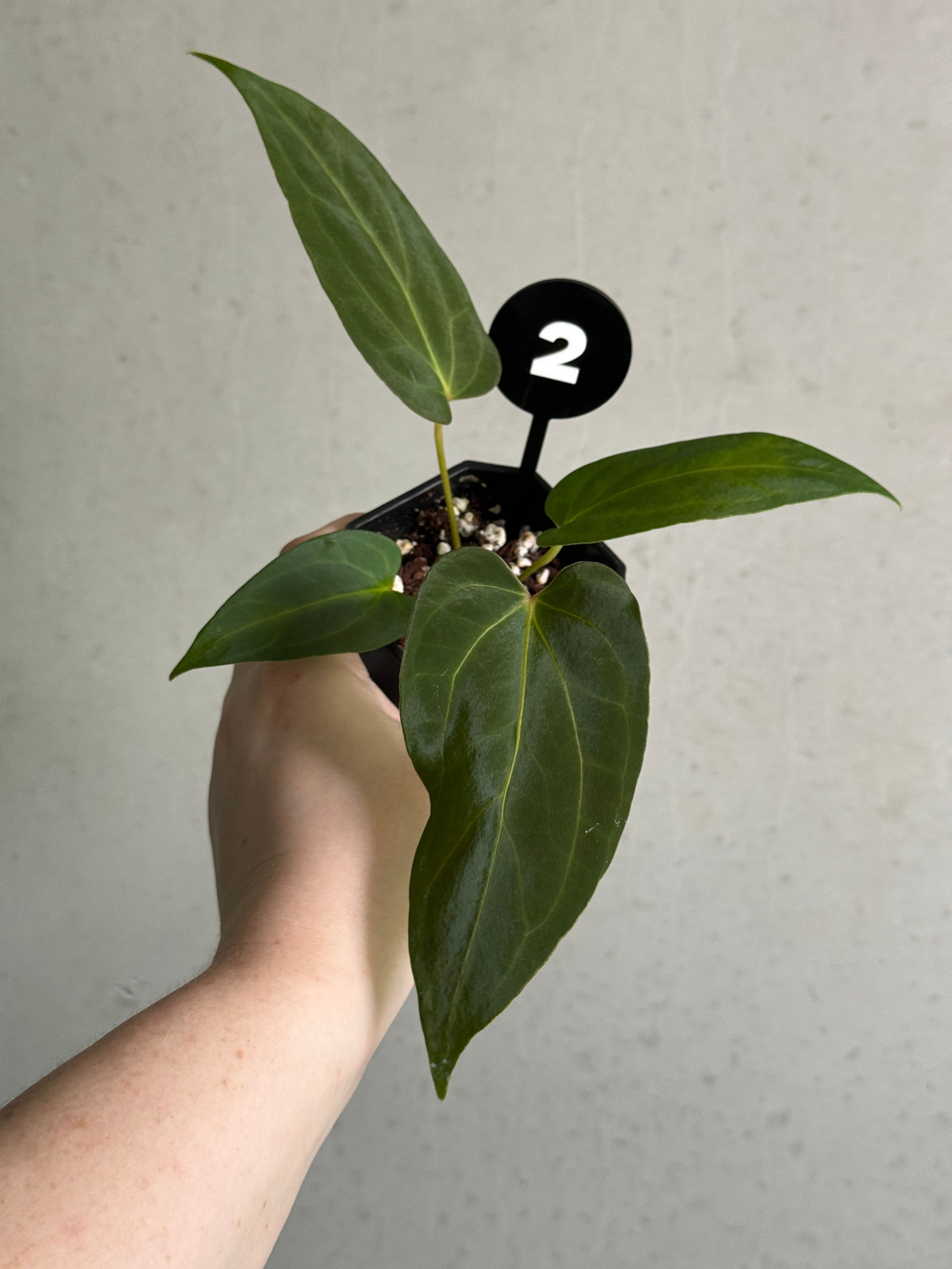 Pair of Anthurium Fort Sherman S1 and Carlablackiae plants by SMUKHI with glossy green and dark foliage, healthy and vibrant.