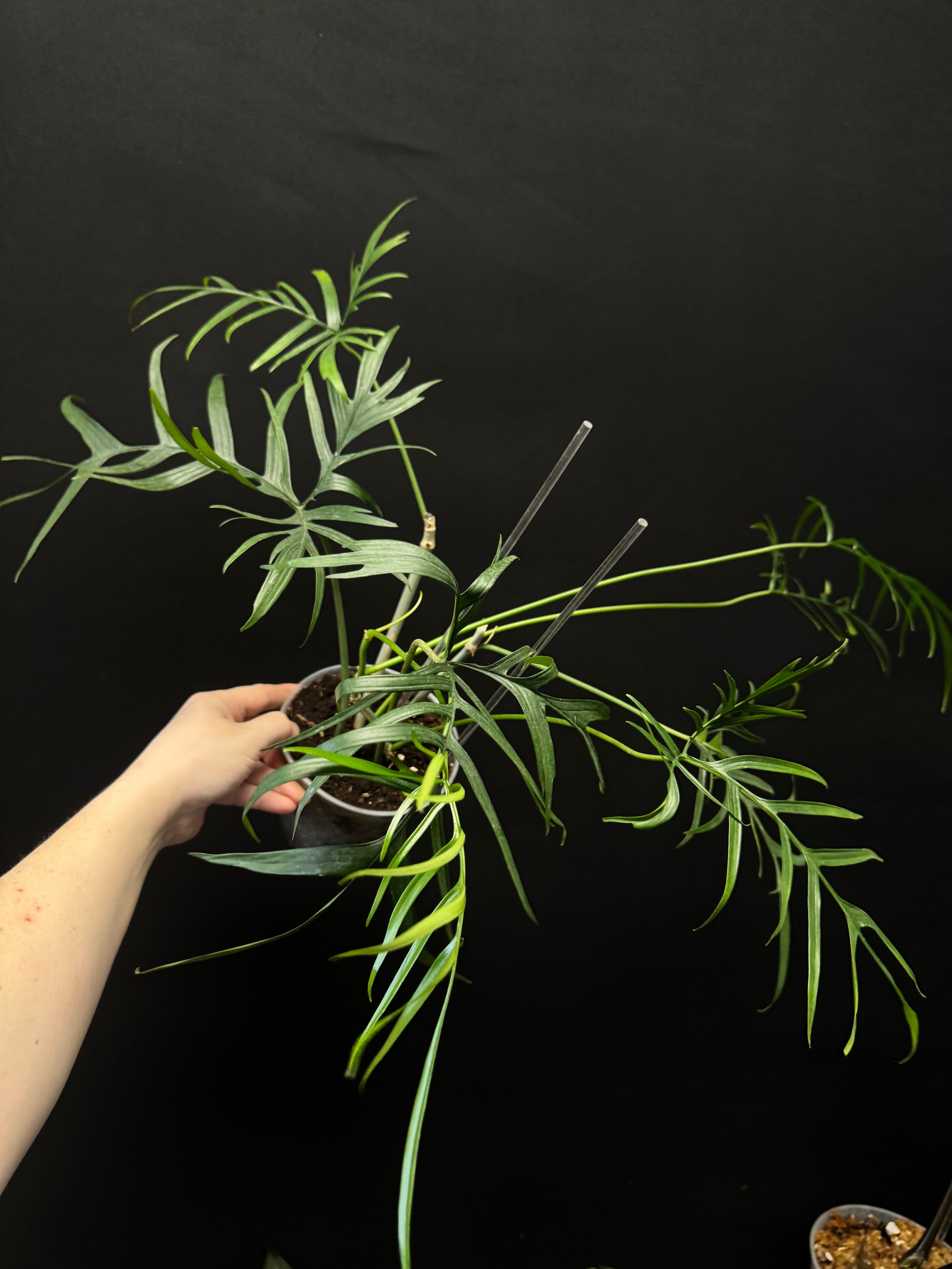 Philodendron Polypodioides