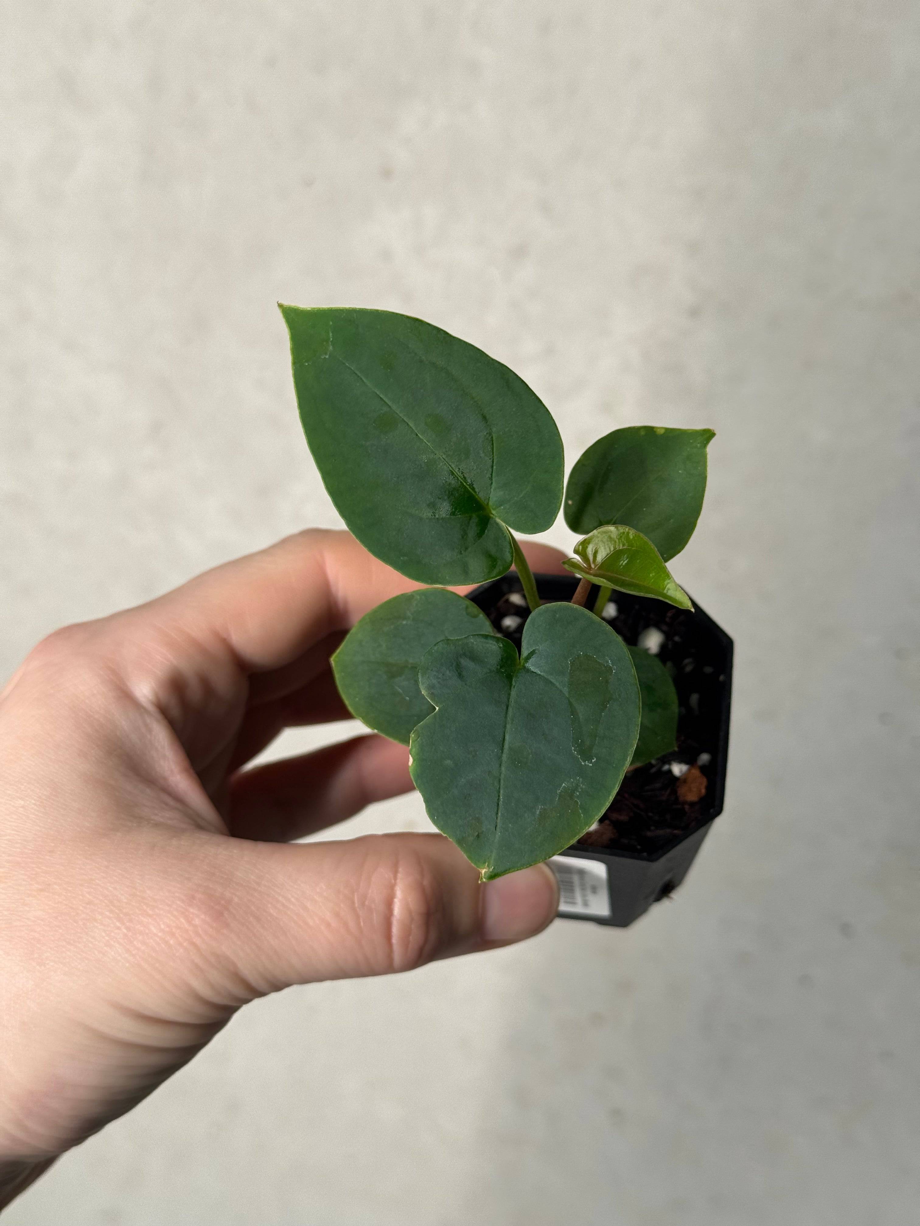 Anthurium Papillilaminum 'Guna Yala' x (Zara x Michelle) - SMUKHI