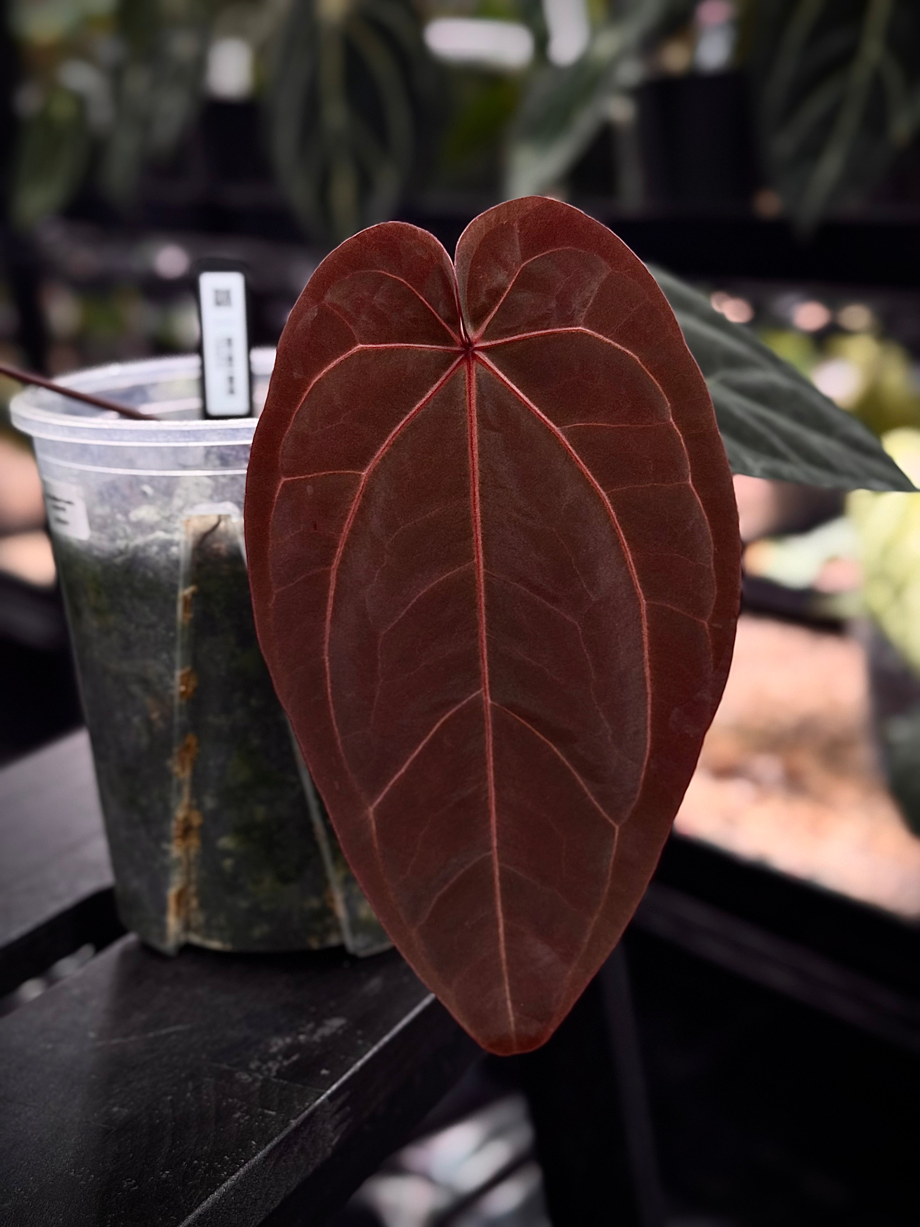 NFS: Anthurium Red Crystallinum (Tezula) x Dressleri NSE | SMUKHI