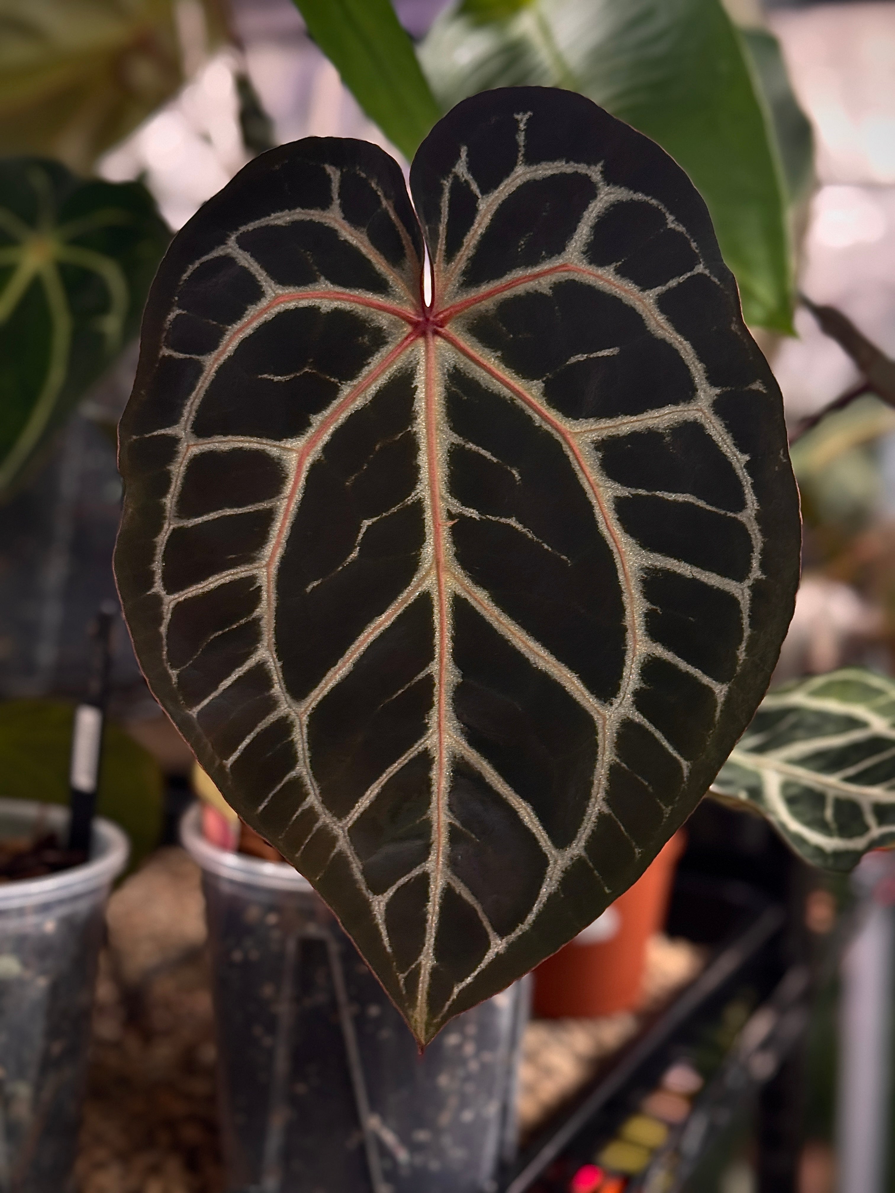 NFS: Anthurium Michelle '10' x Michelle Long '20' - Rare Finds for