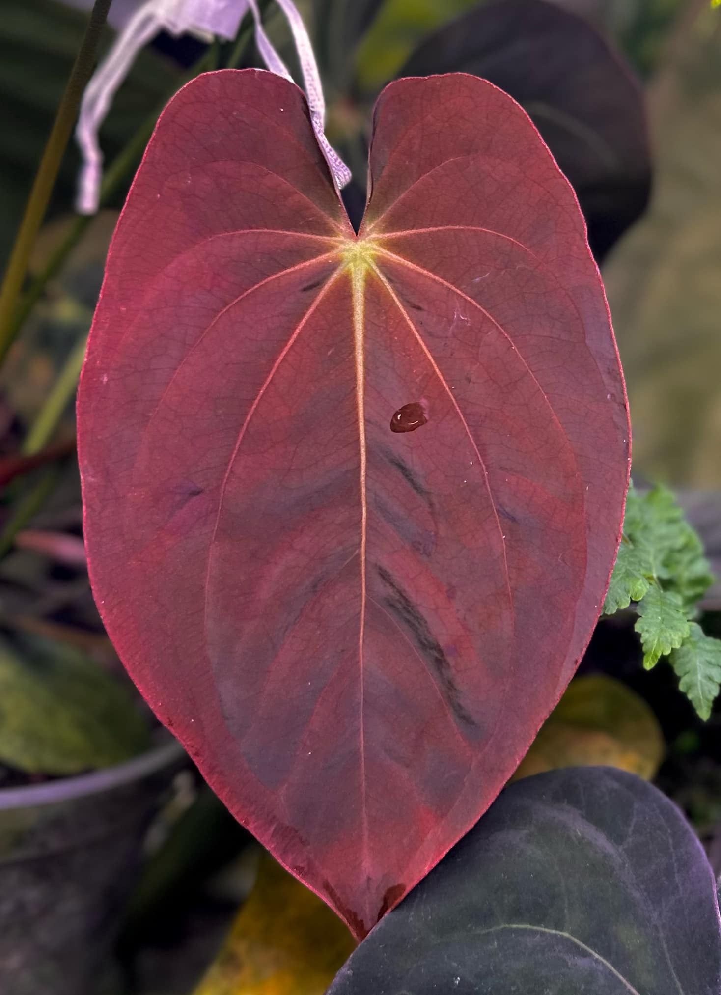 Anthurium Antolakii / BVEP (Round x RA1) x Dressleri NSE 'Obsidian'