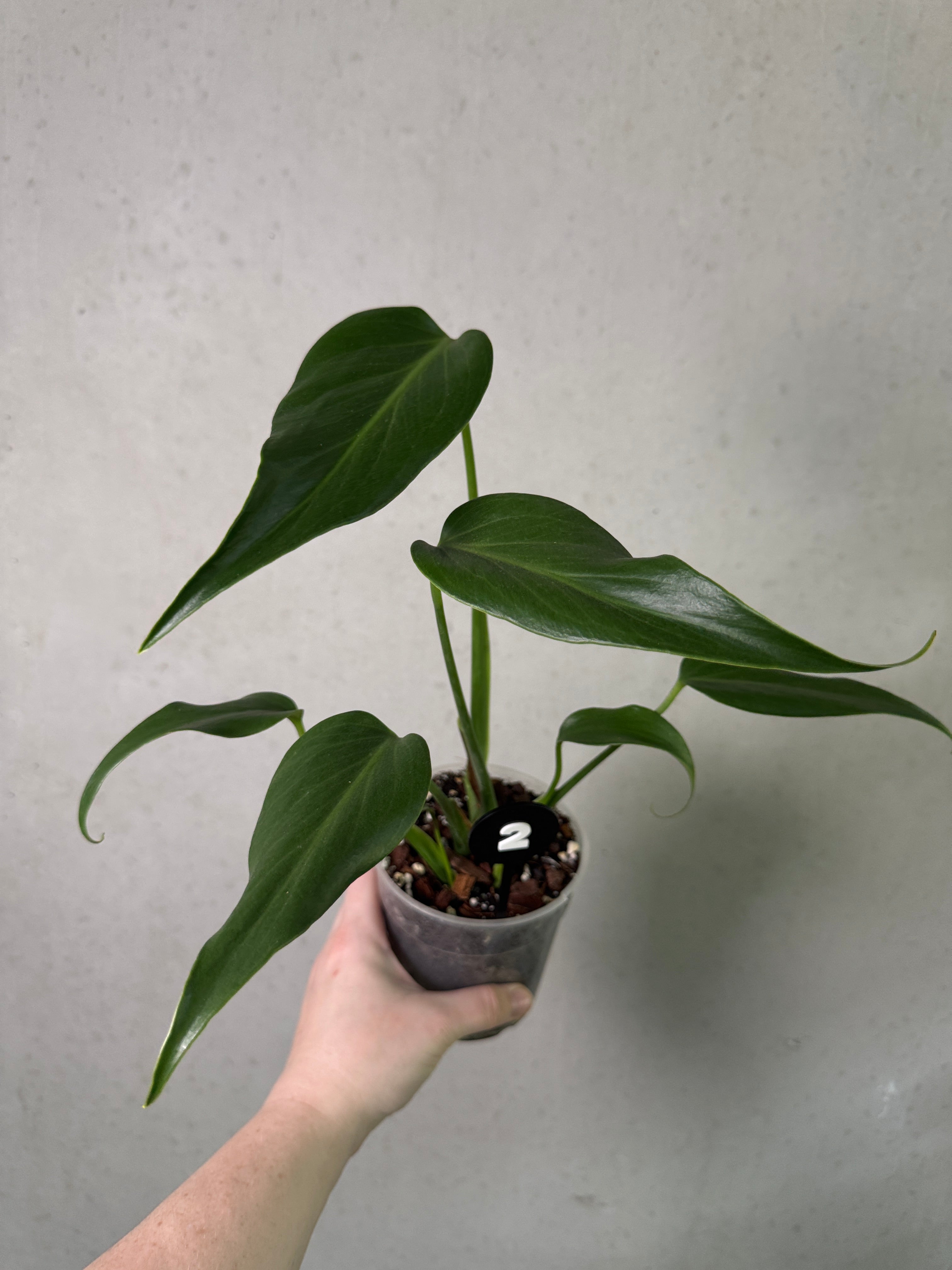 Monstera Burle Marx Flame
