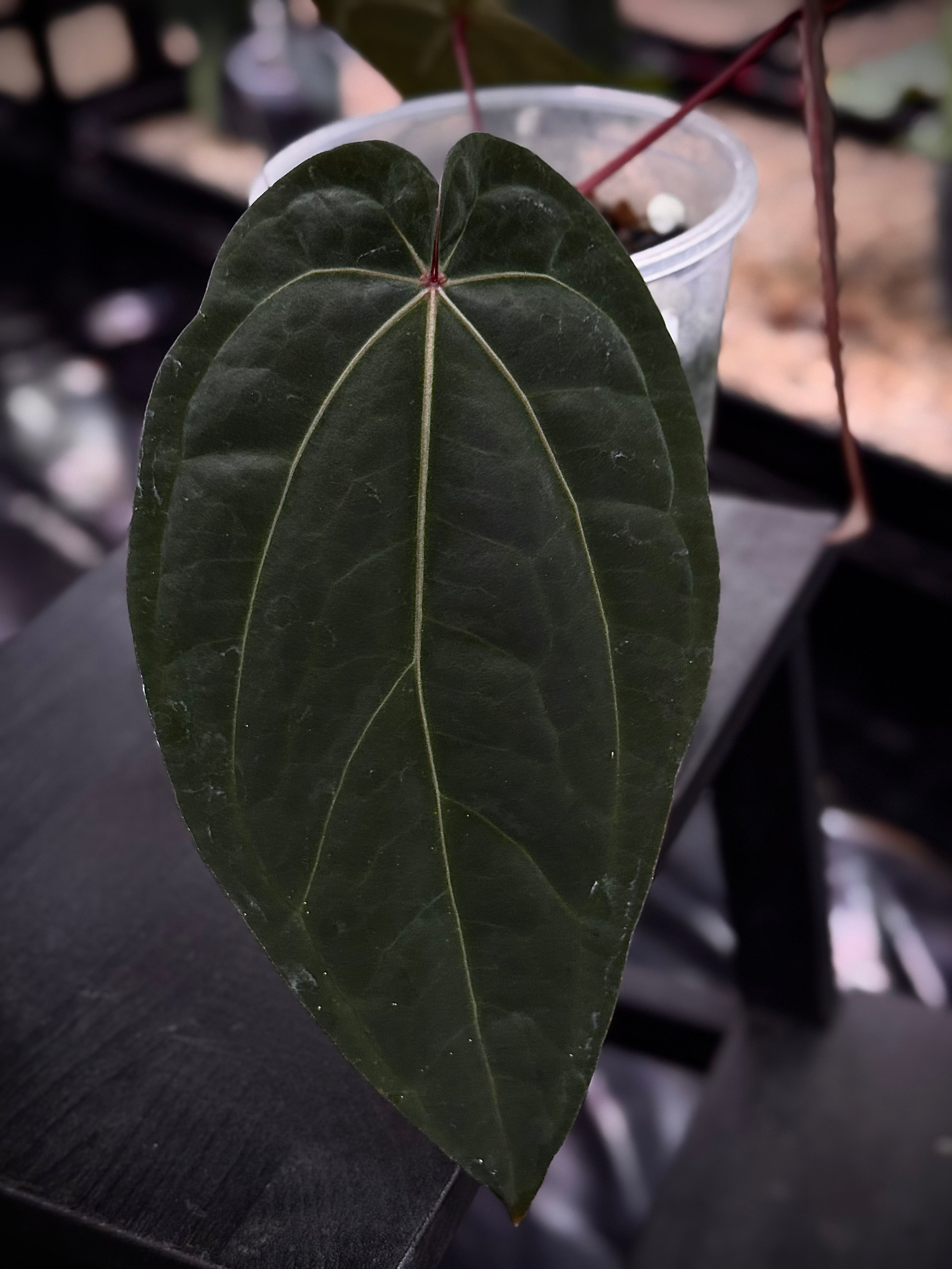 NFS: Anthurium Red Crystallinum (Tezula) x Dressleri NSE - SMUKHI