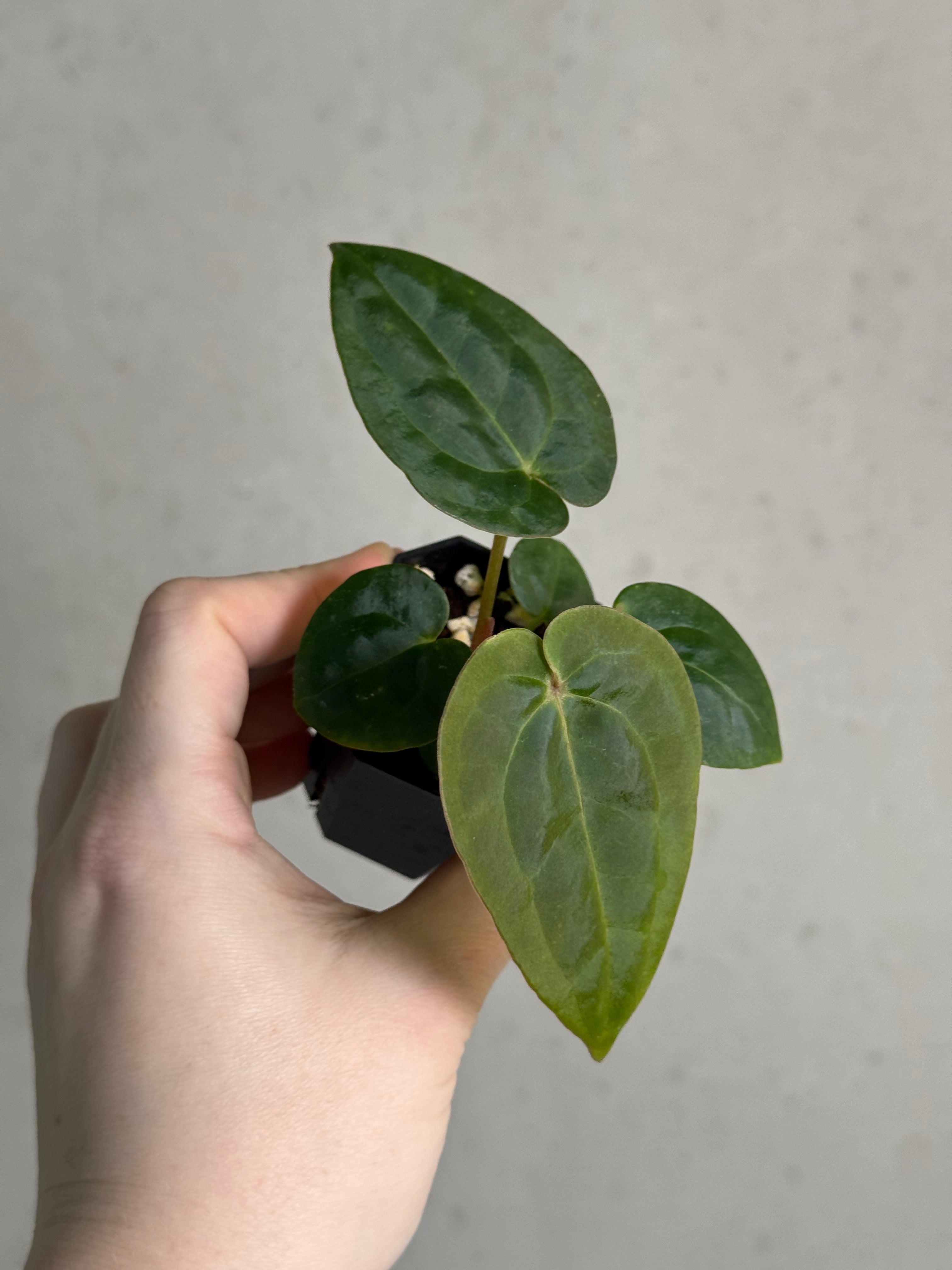 Anthurium Michelle x Papillilaminum ‘Guna Yala’ - SMUKHI