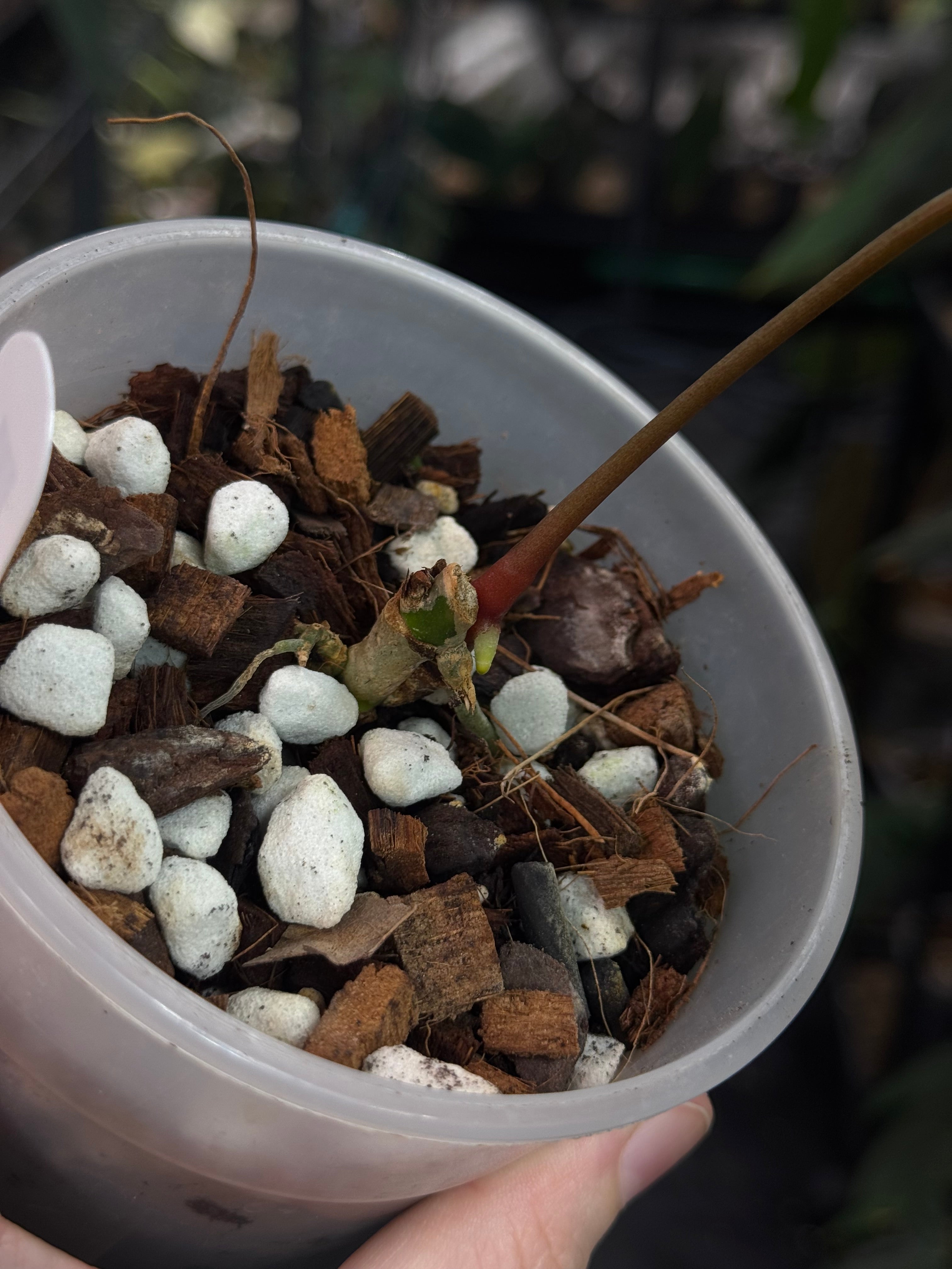 Anthurium FSxRL ‘Grim Reaper’ x Papillilaminum RA6 - Clone