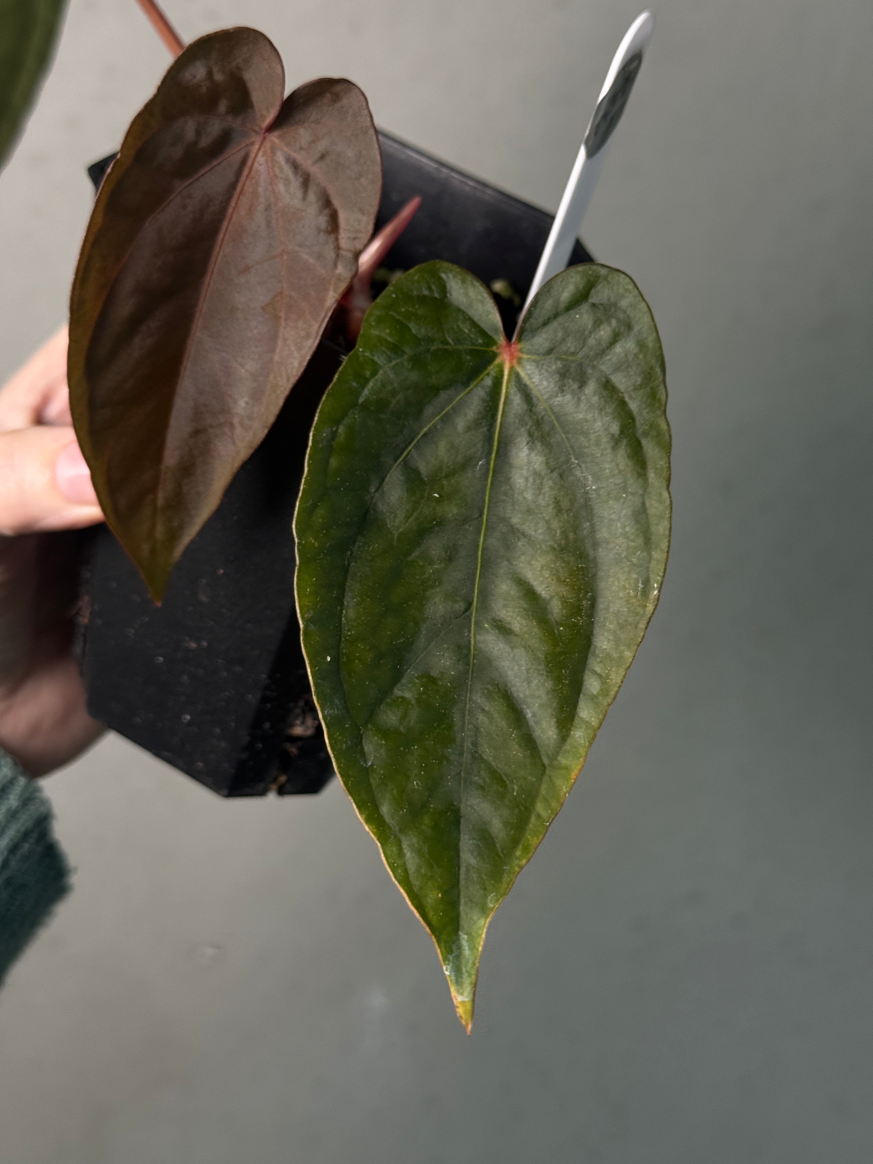 Anthurium Dressleri NSE 'Obsidian' x RG - SMUKHI