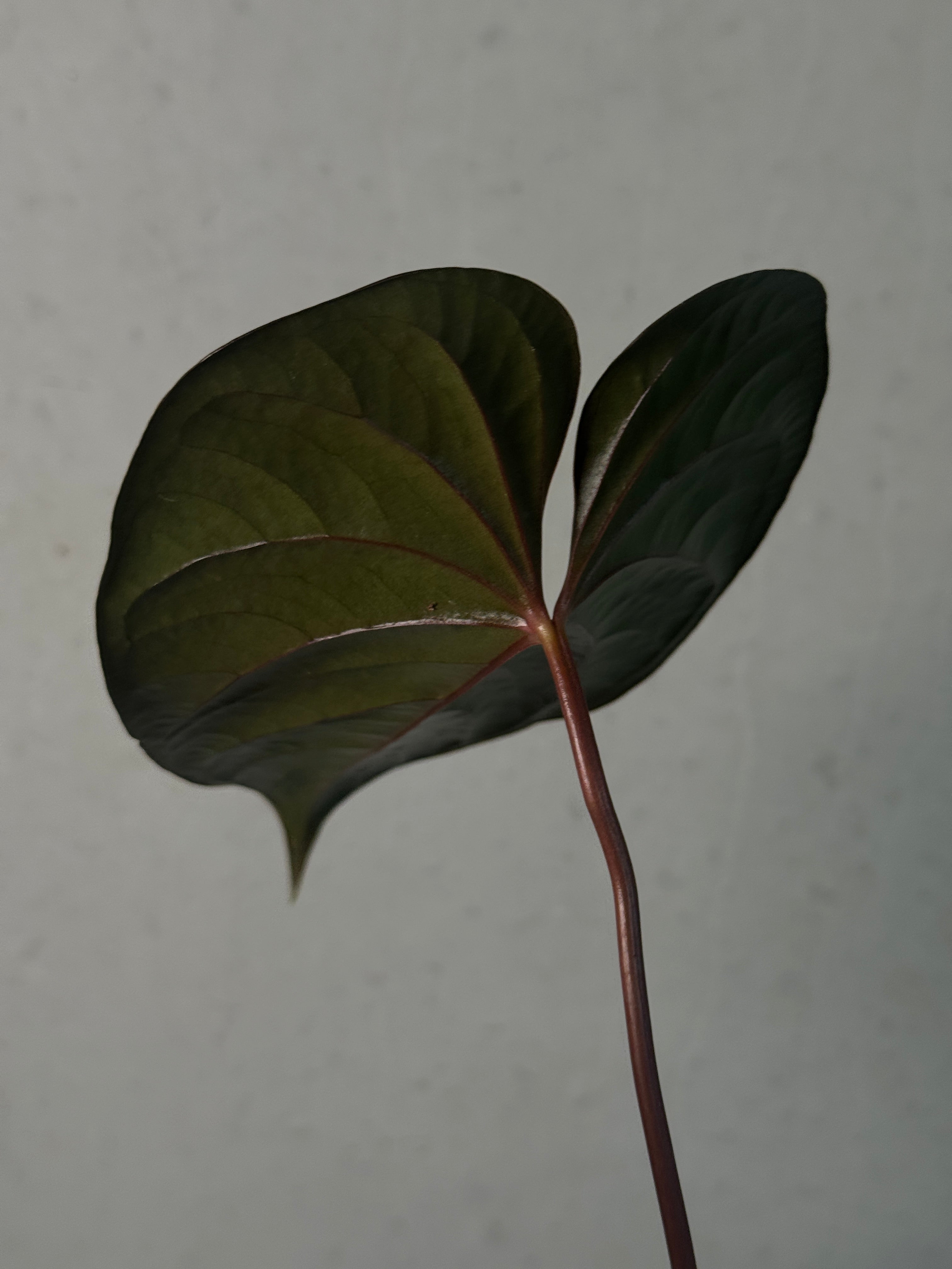 Anthurium Chamberlainii (x) - SMUKHI