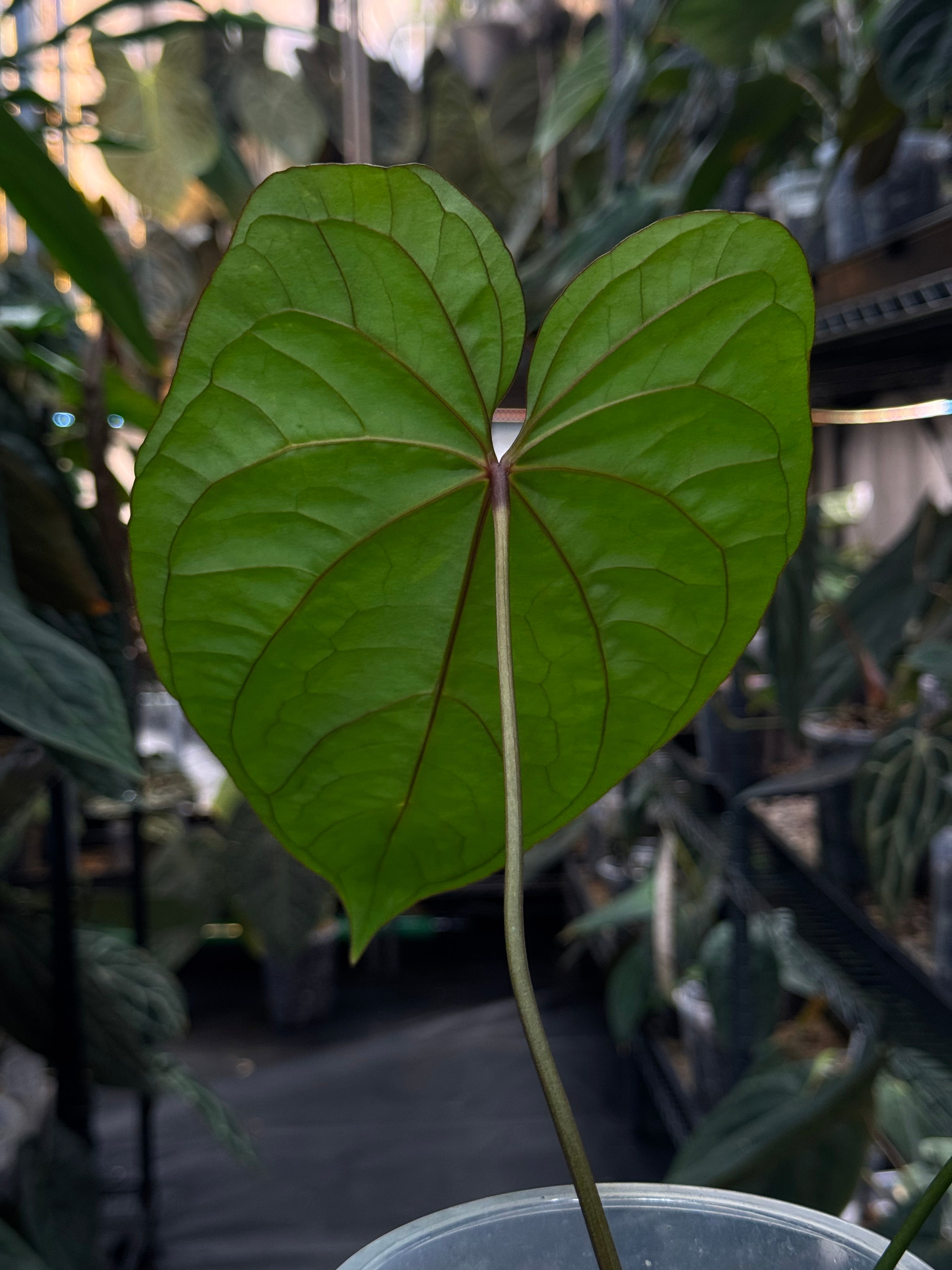 Anthurium Circus Peanuts