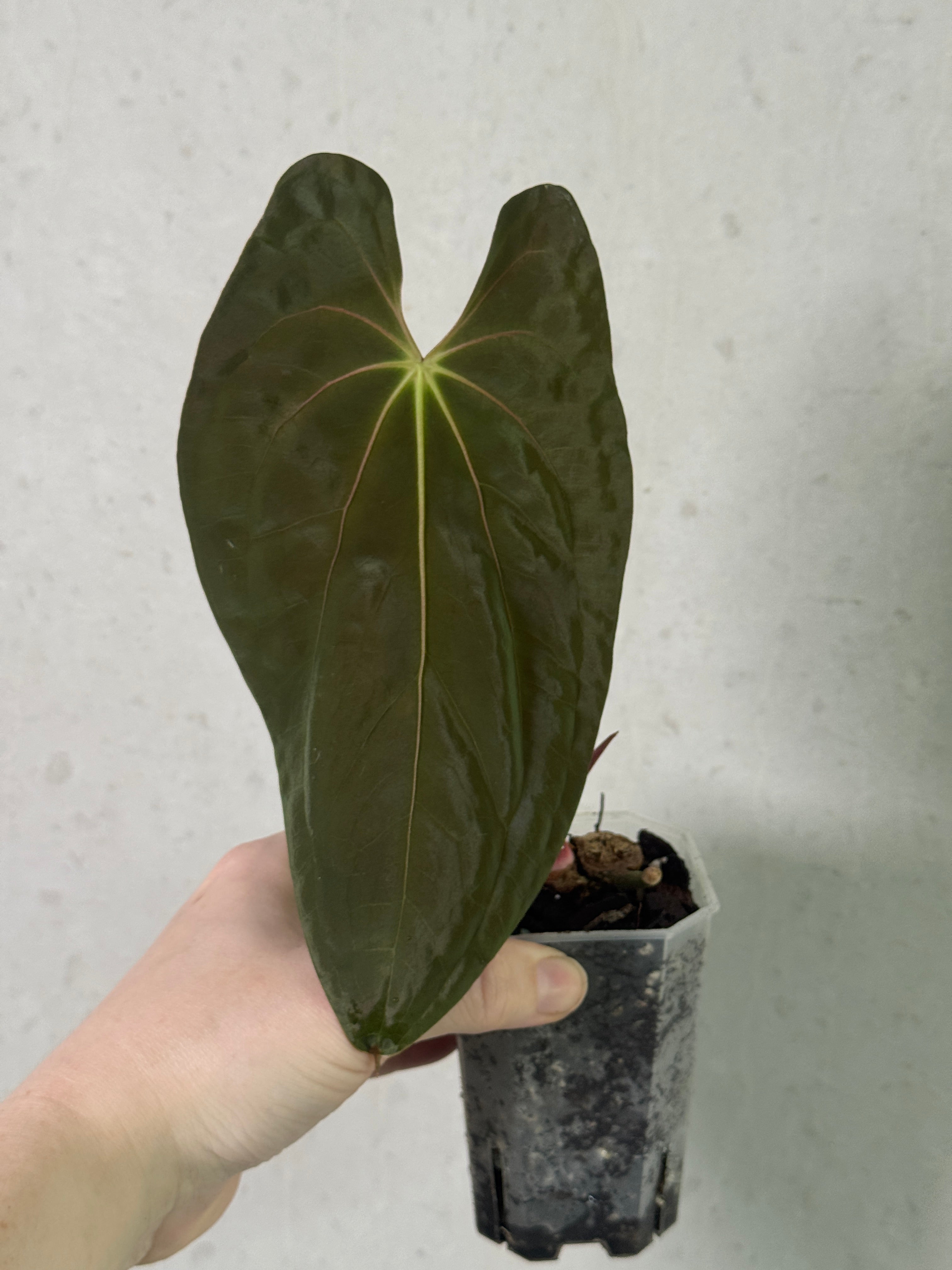Anthurium papillilaminum 'Dagger' clone plant with glossy green leaves, potted indoors, from SMUKHI.