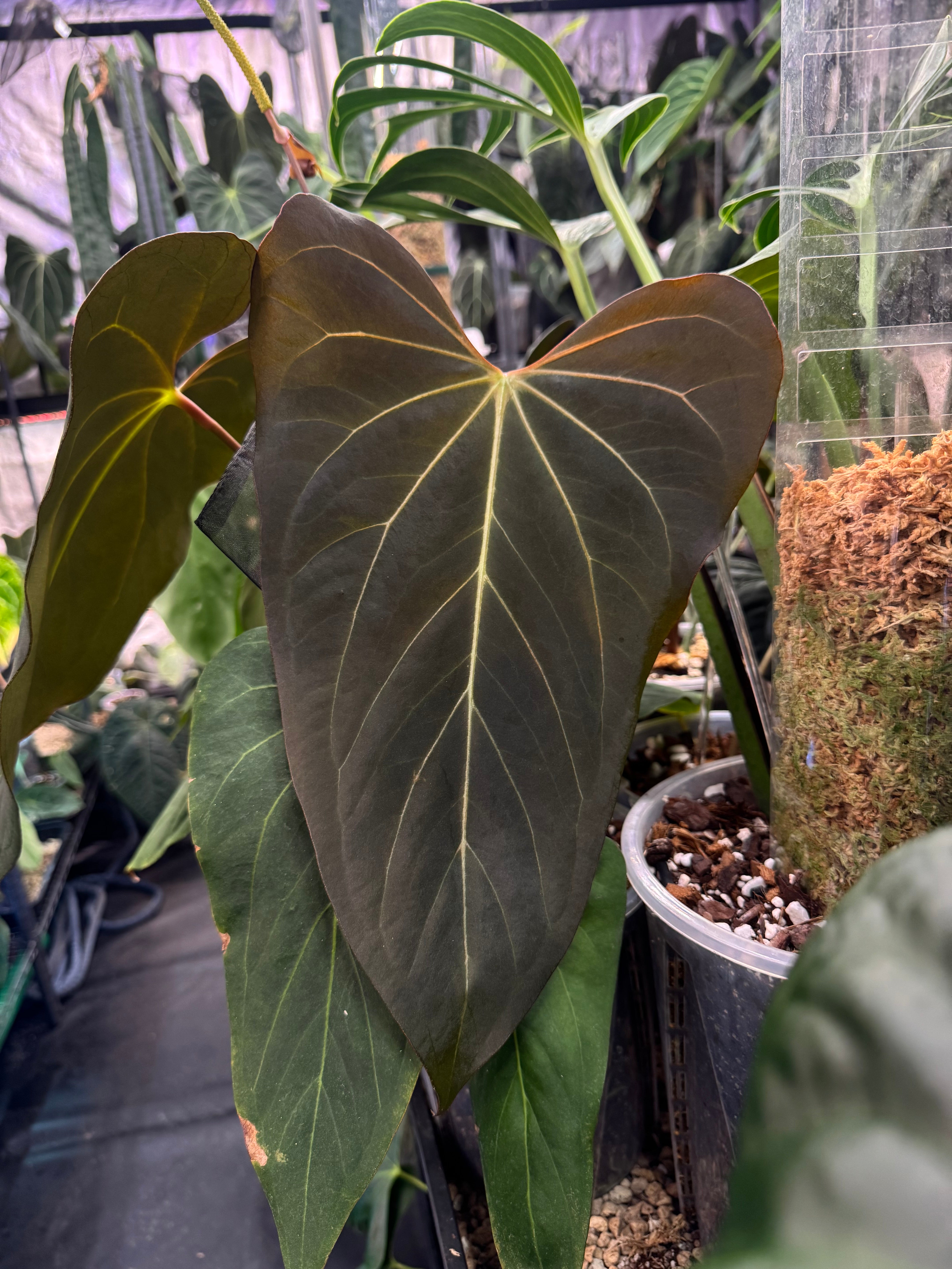 Anthurium ('Cobra' x Fort Sherman) x (Nigrolaminum ‘Gigi’ x Luxurians) - Pre-order