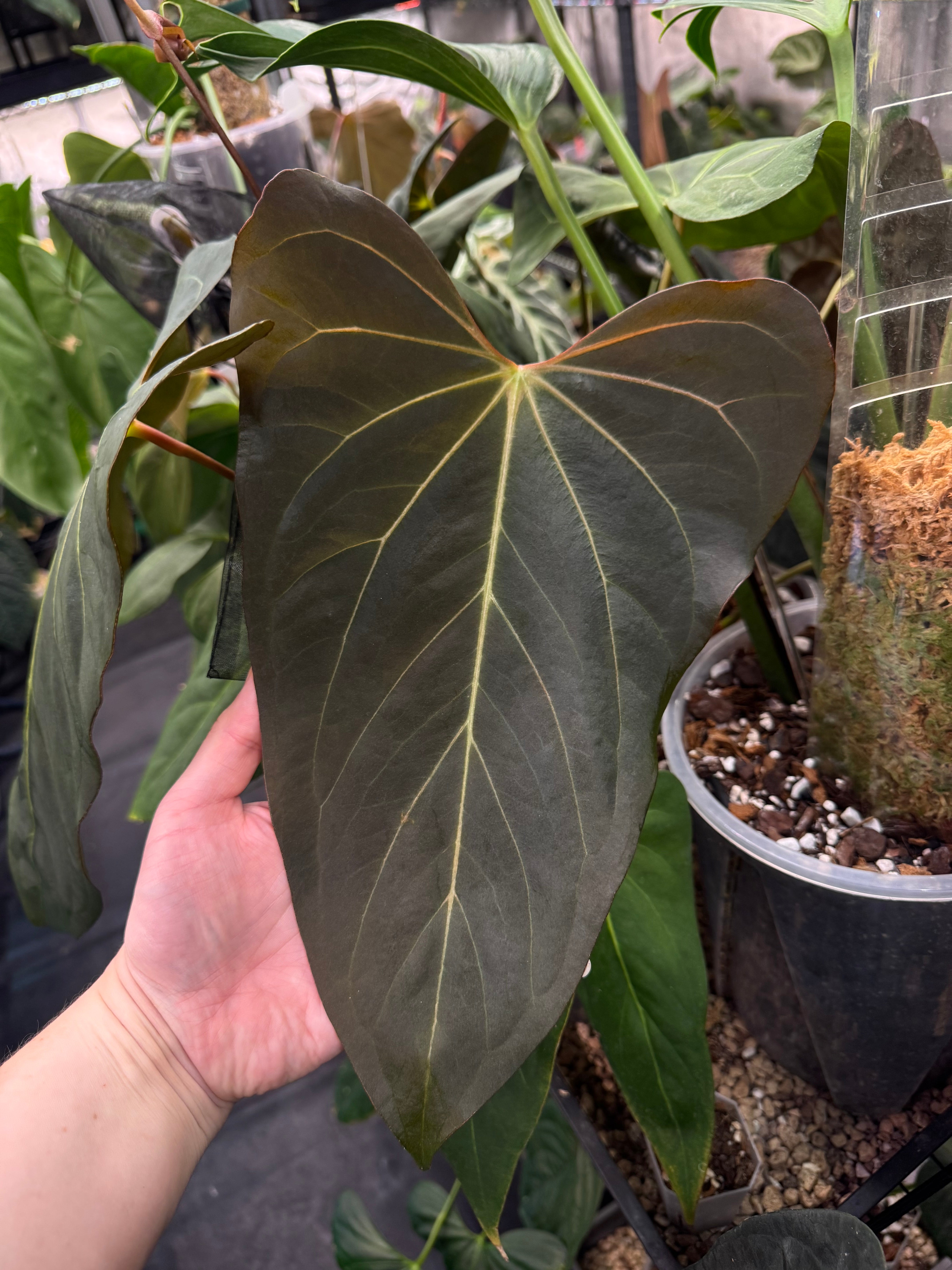 Anthurium ('Cobra' x Fort Sherman) x (Nigrolaminum ‘Gigi’ x Luxurians) - Pre-order