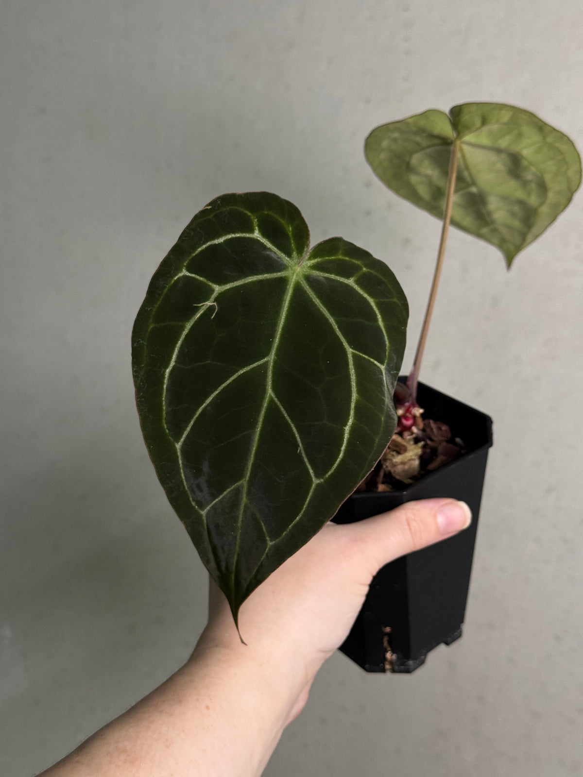 Anthurium Enid’s Bench x ‘Stripey Mag’