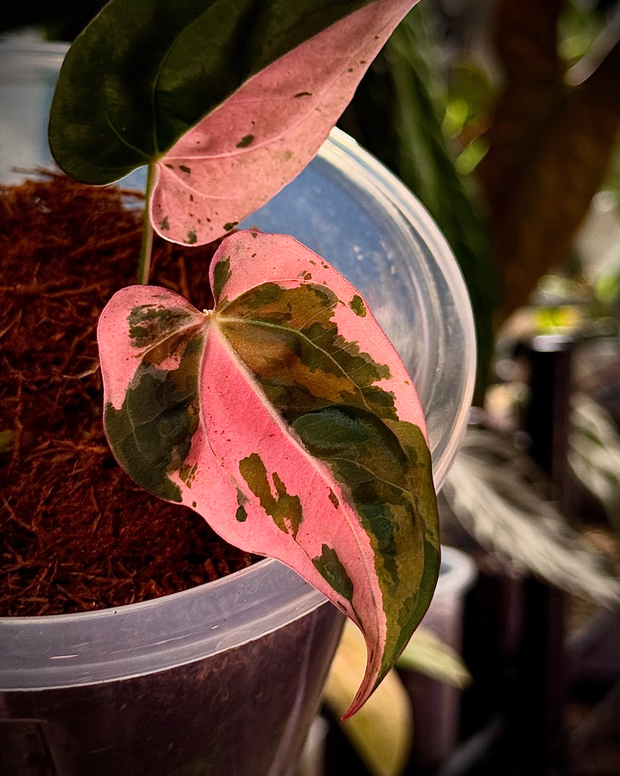 NFS: Anthurium ‘Hot Barbie’