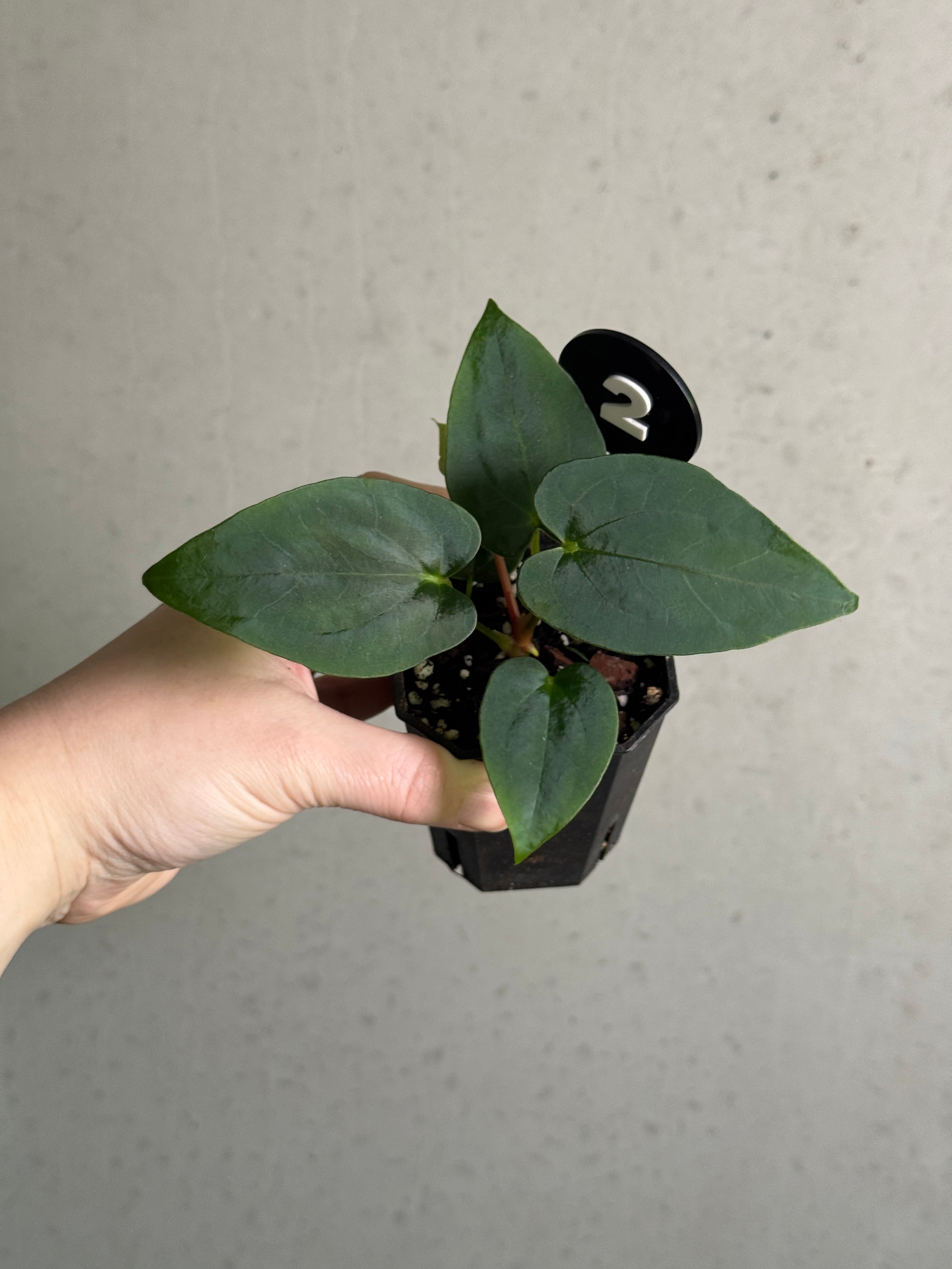 Crystallinaminum Anthurium sp. Nov DF plant with glossy green leaves and vibrant spathes, showcasing hybrid foliage and flowering parts.