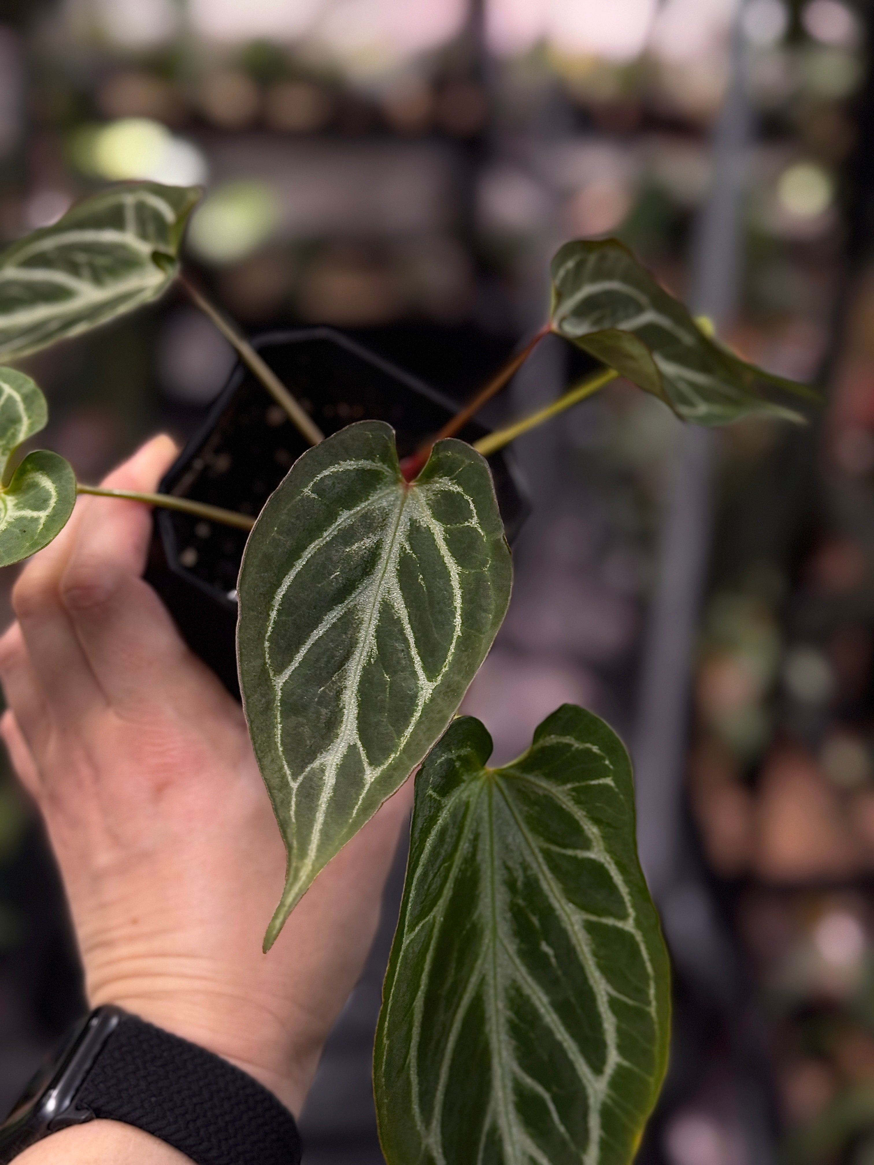 NFS: Anthurium 'Copper’