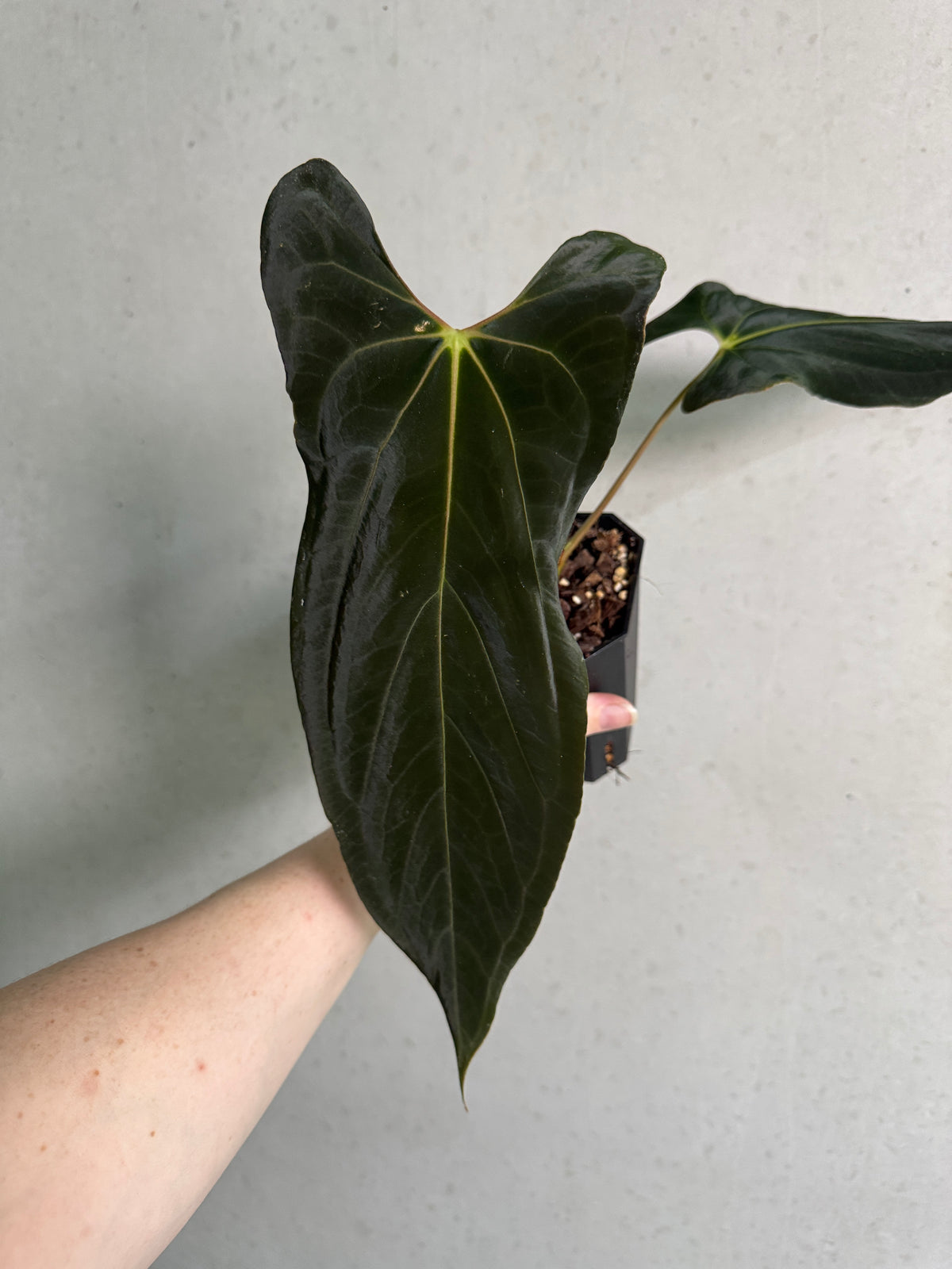 Anthurium Fort Sherman x Ralph Lynam S1 plant with glossy green leaves and vibrant red spathes, from The Lonely Sanctuary.