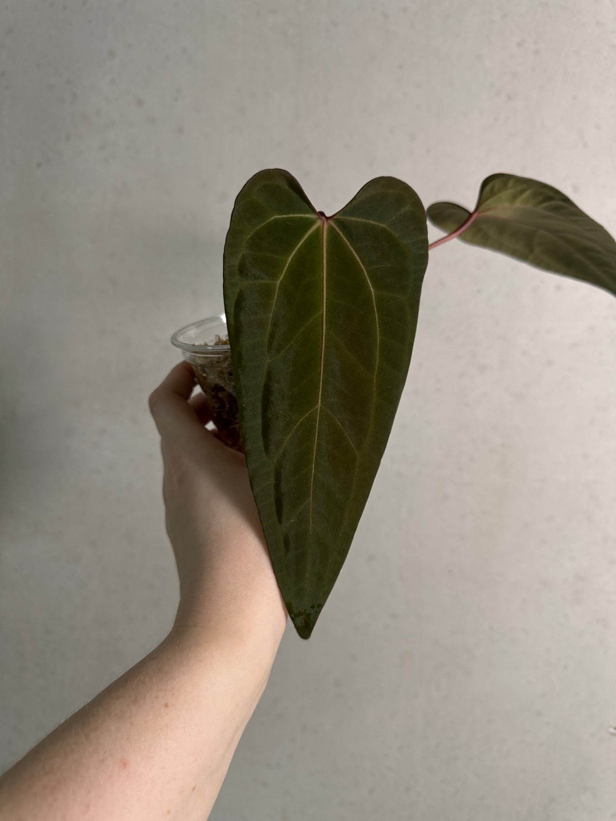 Dark form Anthurium Ace of Spades x Portillae 'Dorito' plant by Crystallinaminum, showcasing glossy dark leaves and unique foliage.