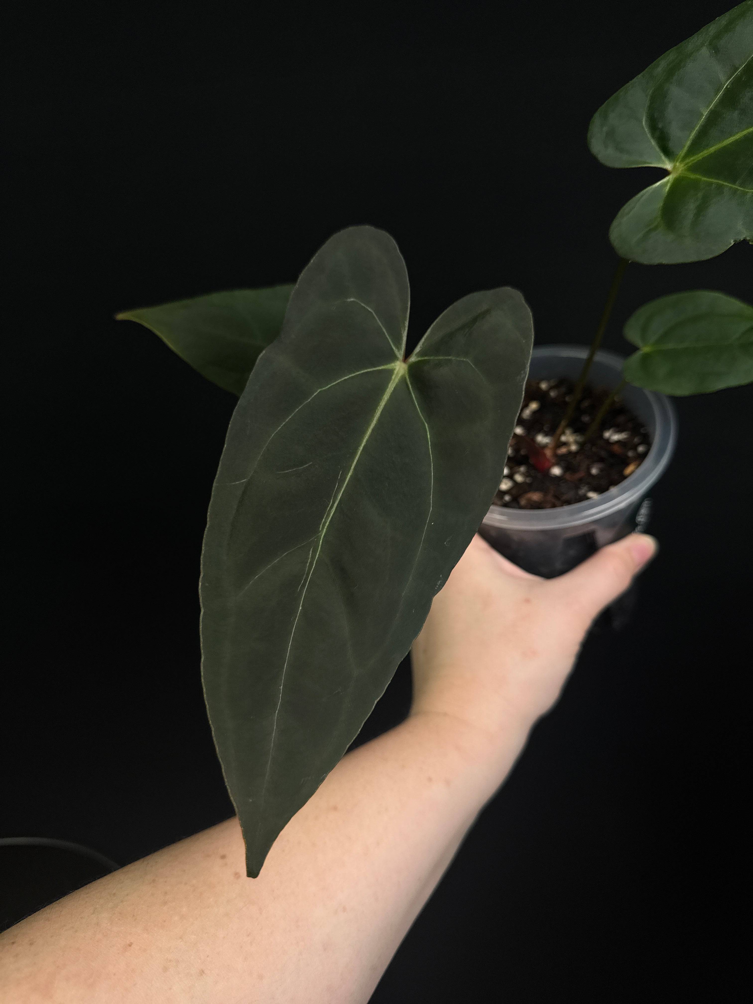 NFS: Anthurium Blue Papillilaminum | SMUKHI