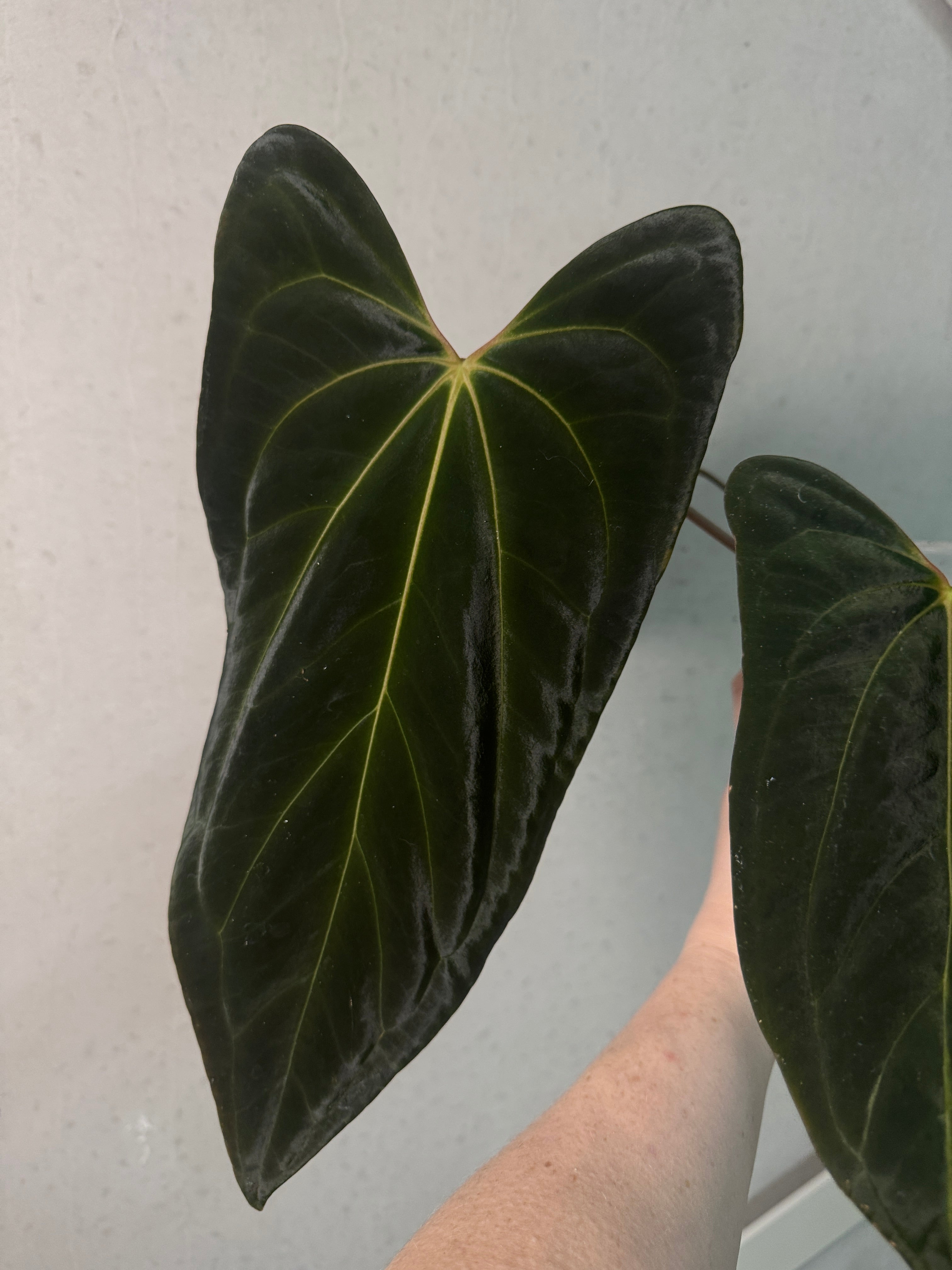 Anthurium Besseae aff x Papillilaminum 'Daniel' - SMUKHI