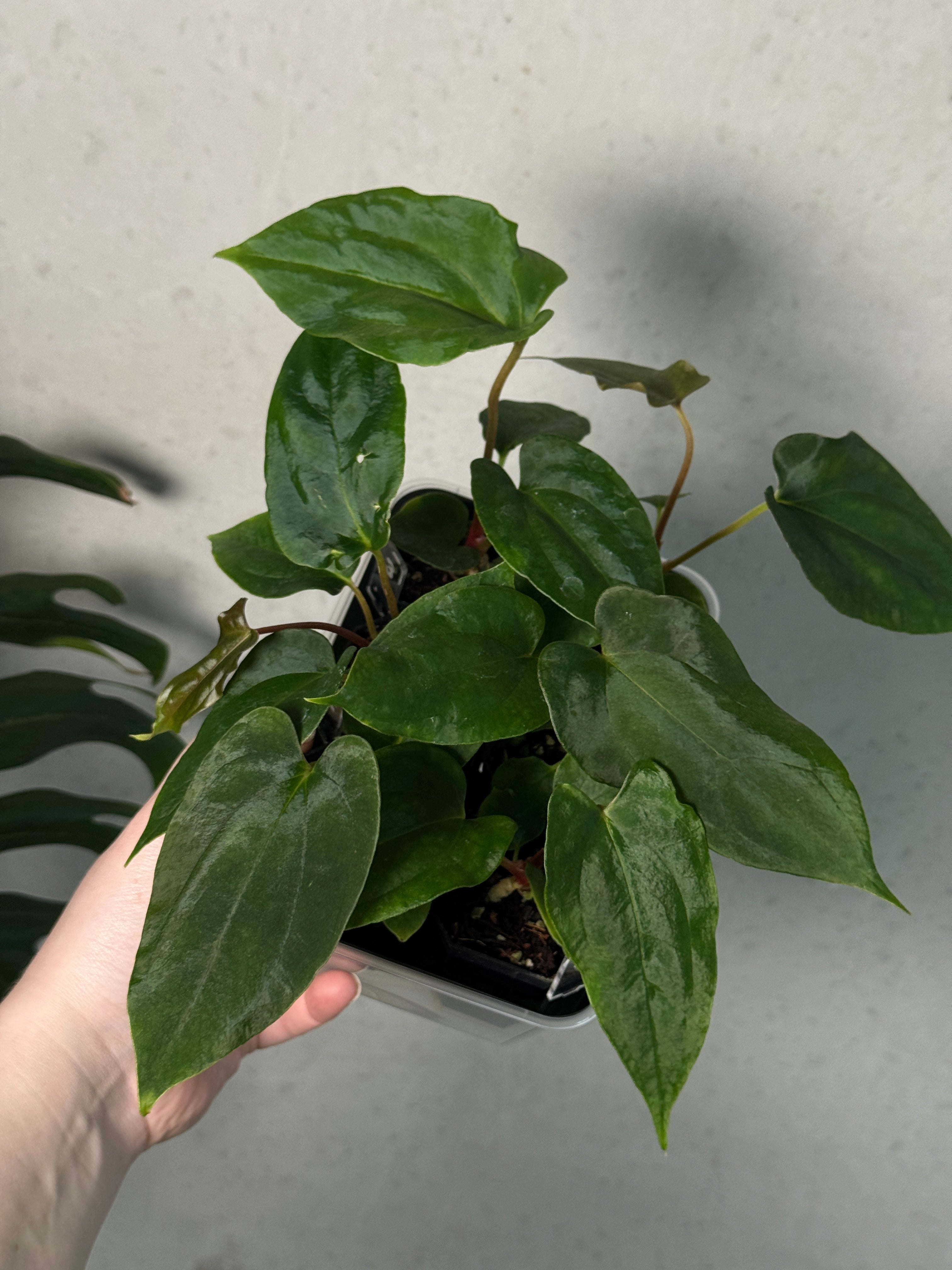 Anthurium Papillilaminum Ree Gardens x Ralph Lynam S1