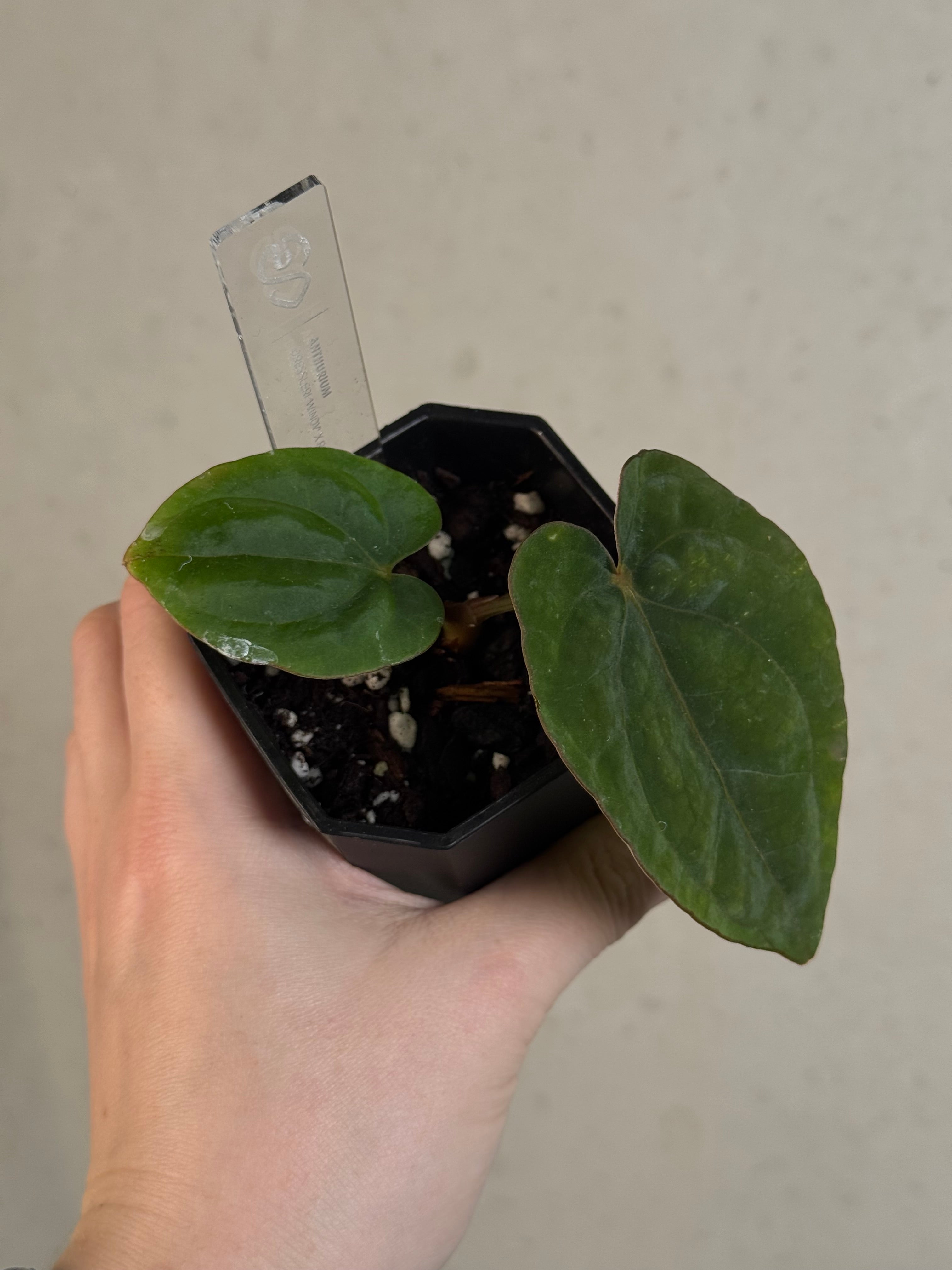 Anthurium Dressleri ‘Windy’ x RG F2 - Clone