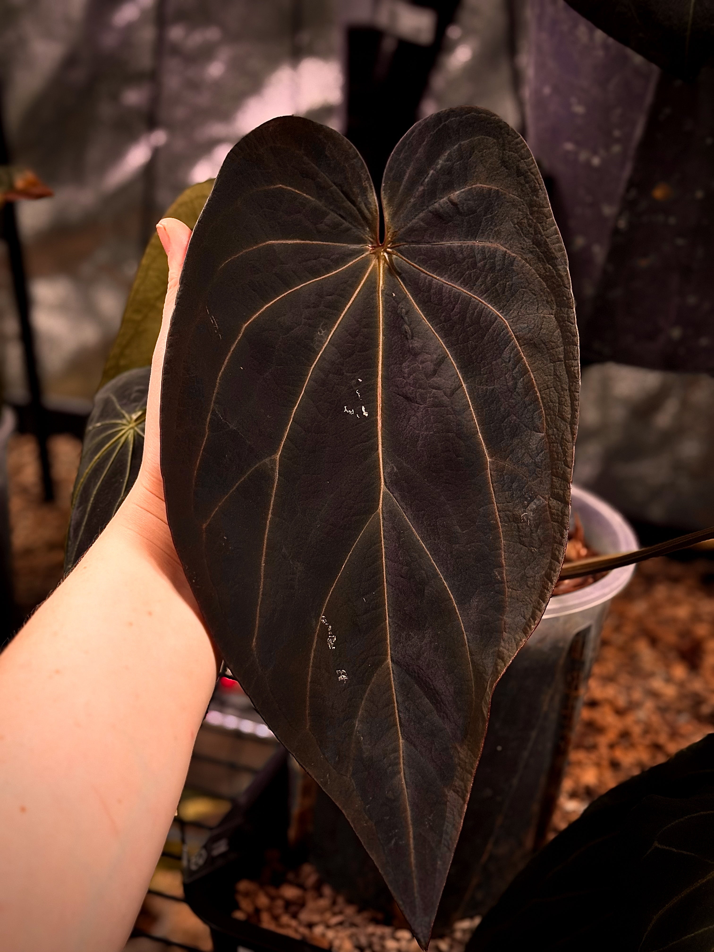 NFS: Anthurium Black Widow '13' X Red Velvet Cake '24'