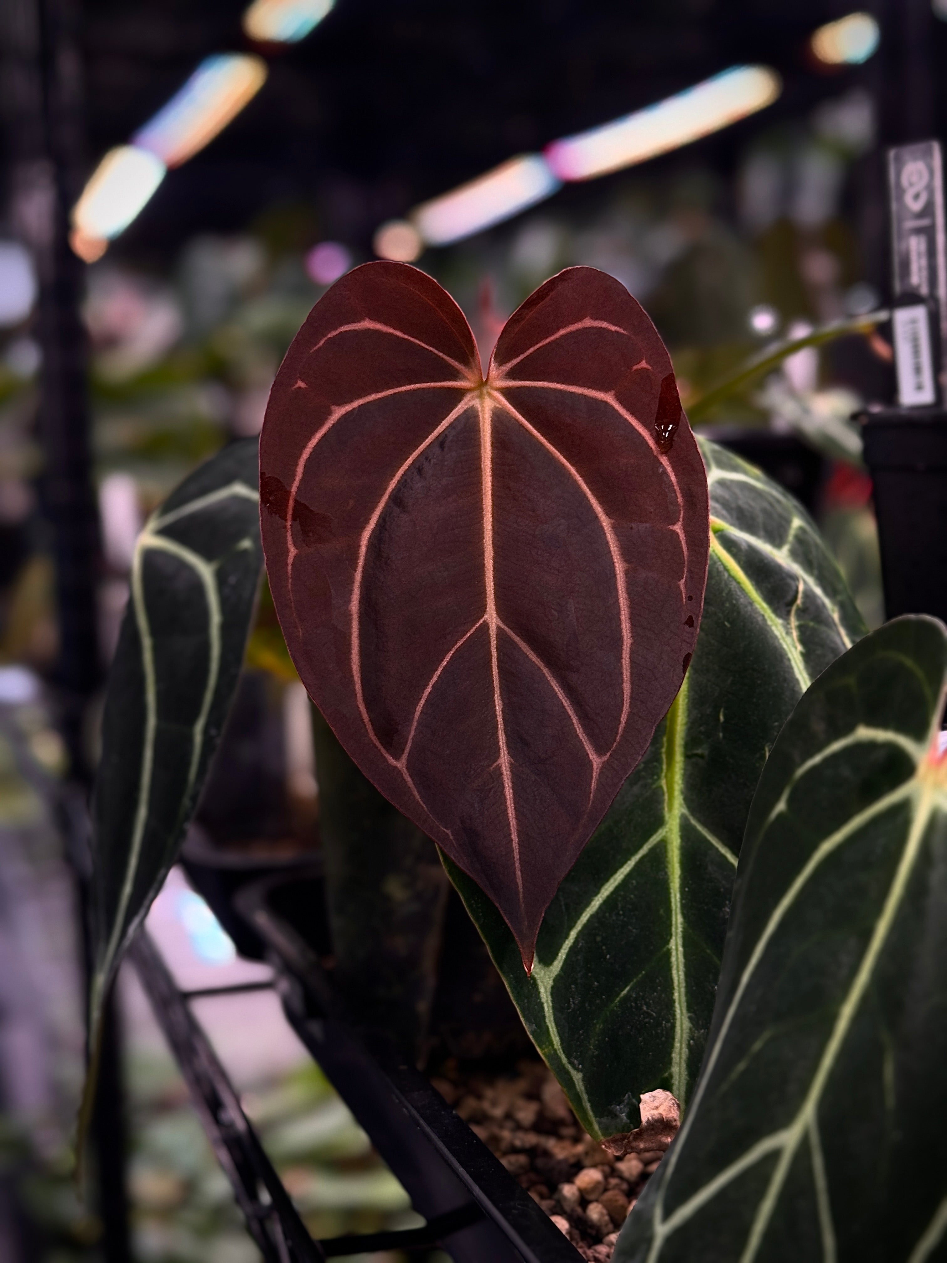 NFS: Anthurium Carlablackiae WU2 S1