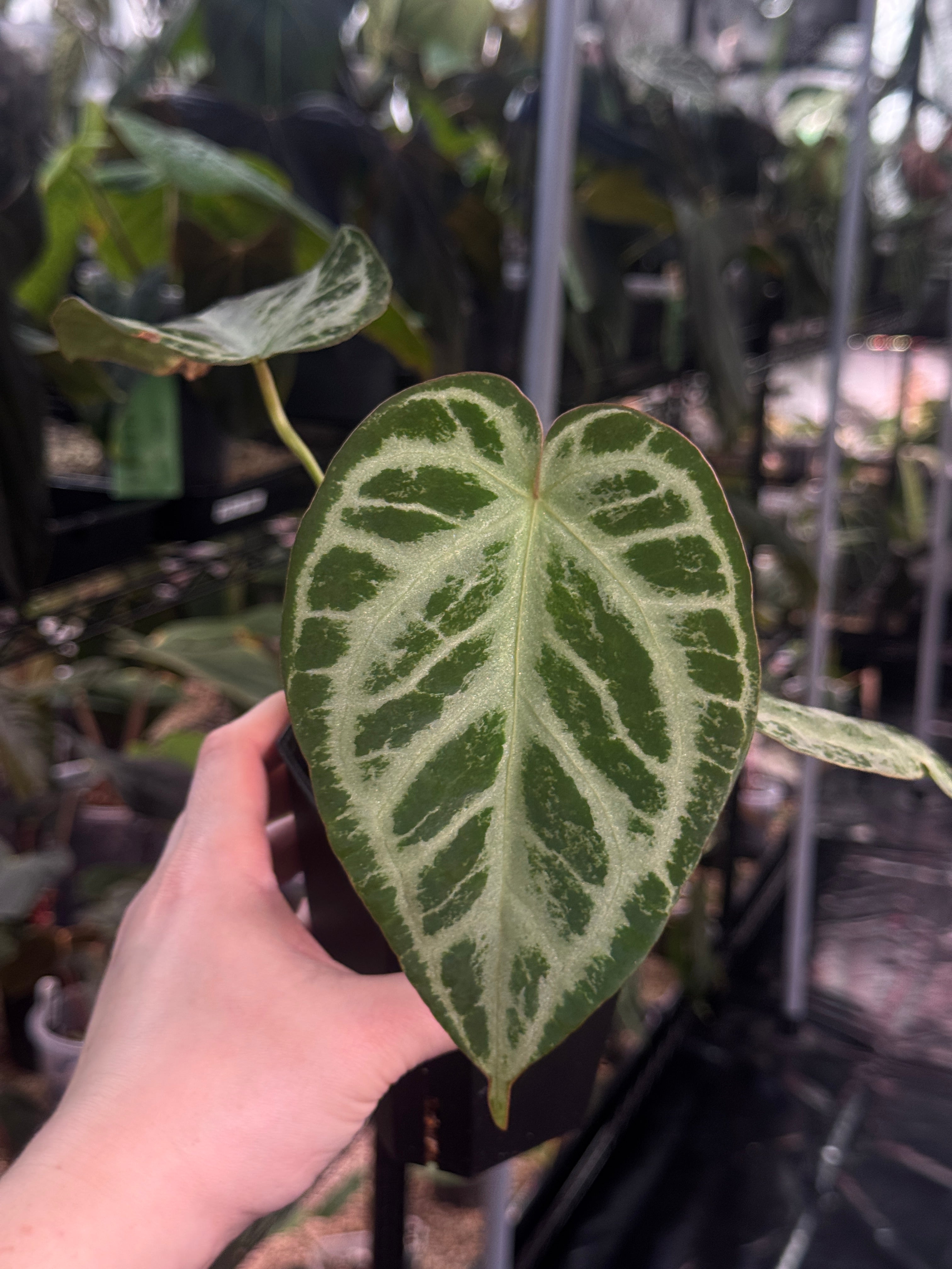 Anthurium ‘Silver Blush’ Mint / Blister Variegata