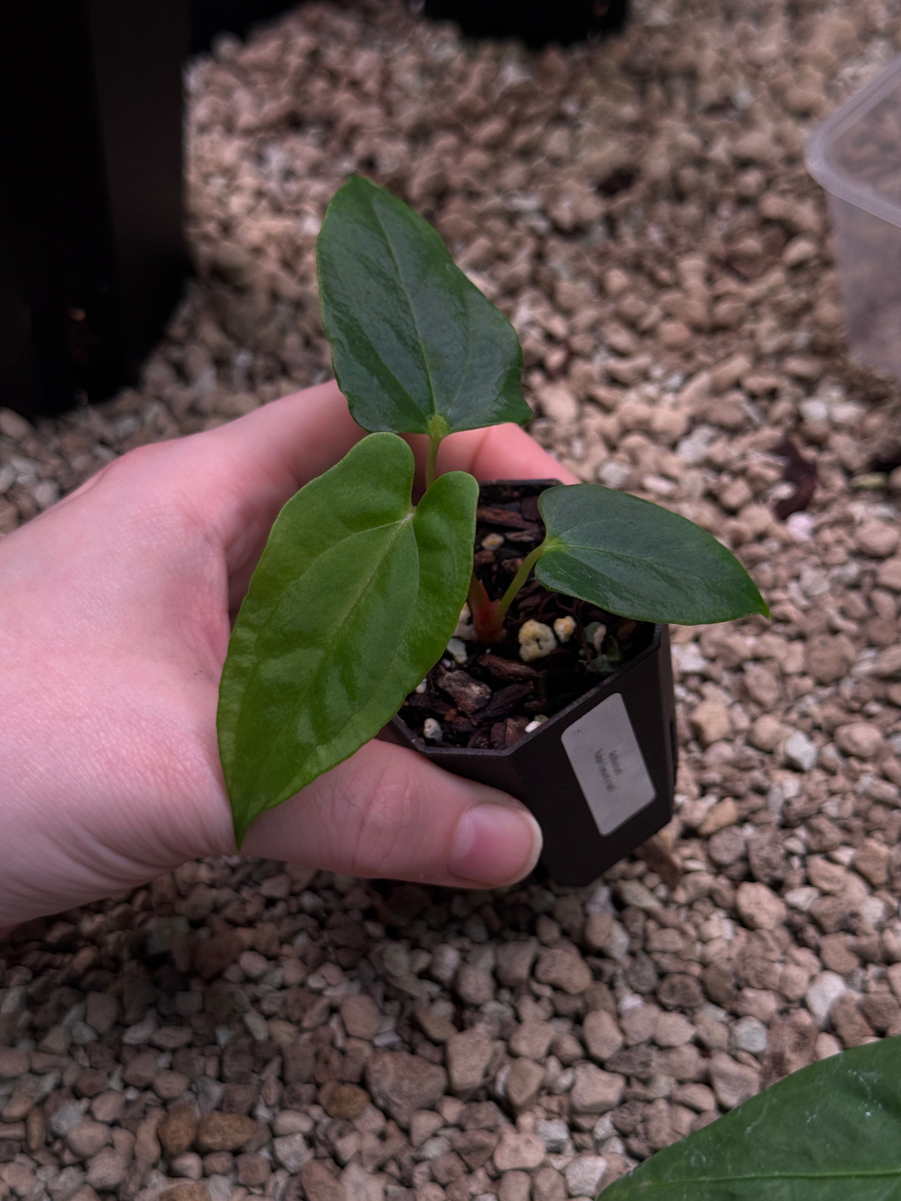 Anthurium Ralph Lynam x self