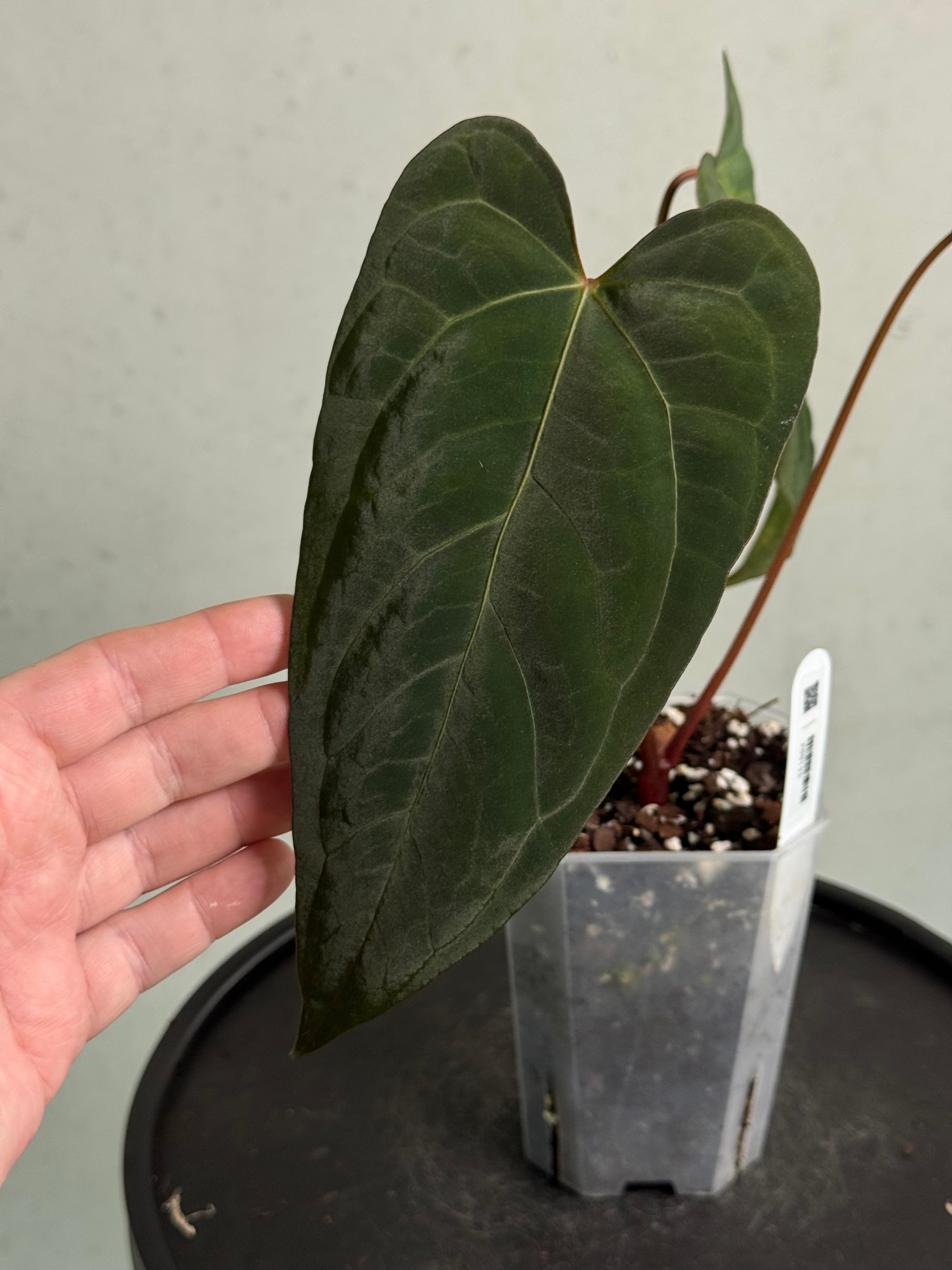 Anthurium Indo Portillae x Papillilaminum 'Corduroy' | SMUKHI