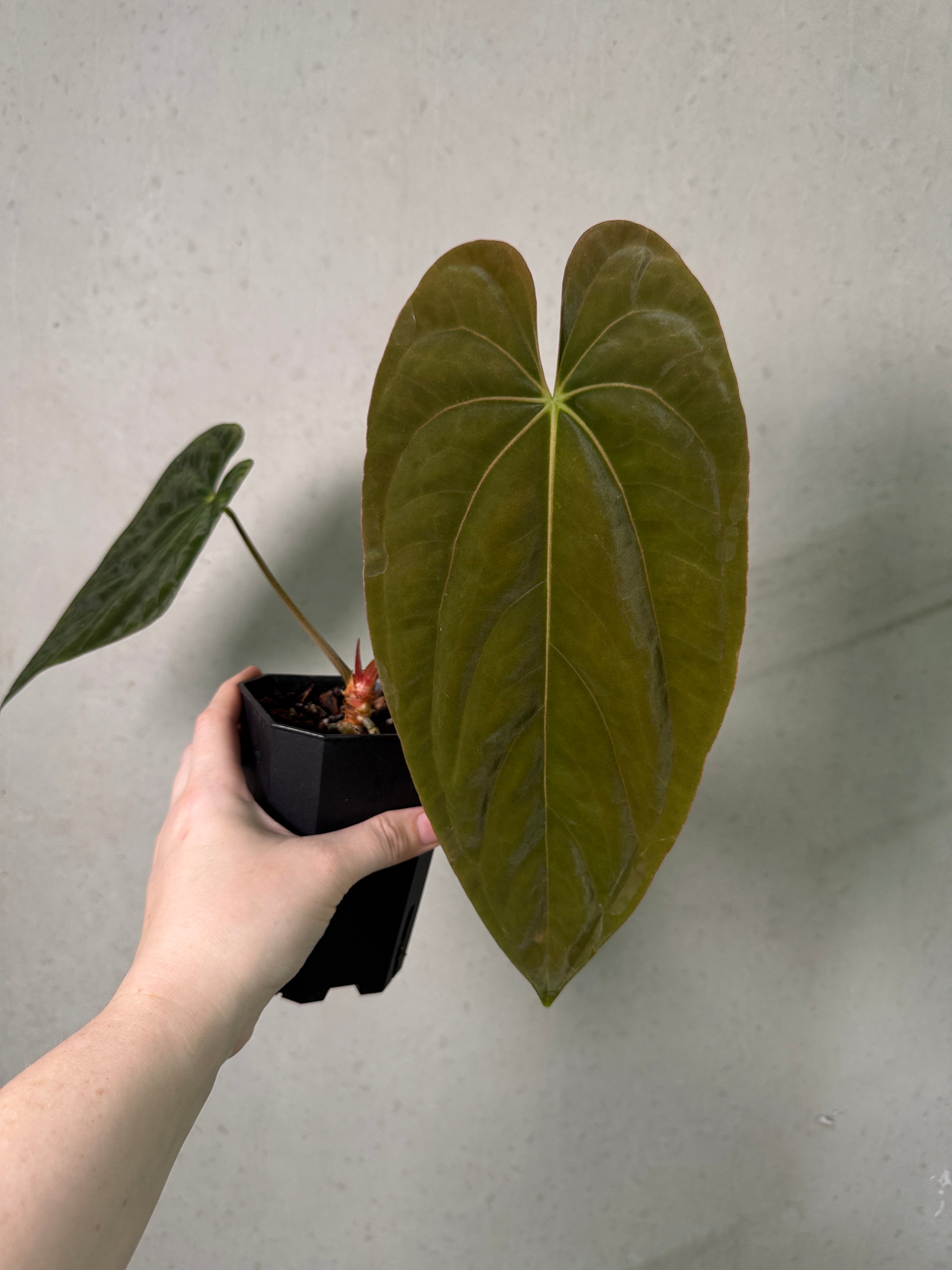 Anthurium Fort Sherman x Dressleri RG plant from The Lonely Sanctuary with vibrant green leaves and striking red spathes.