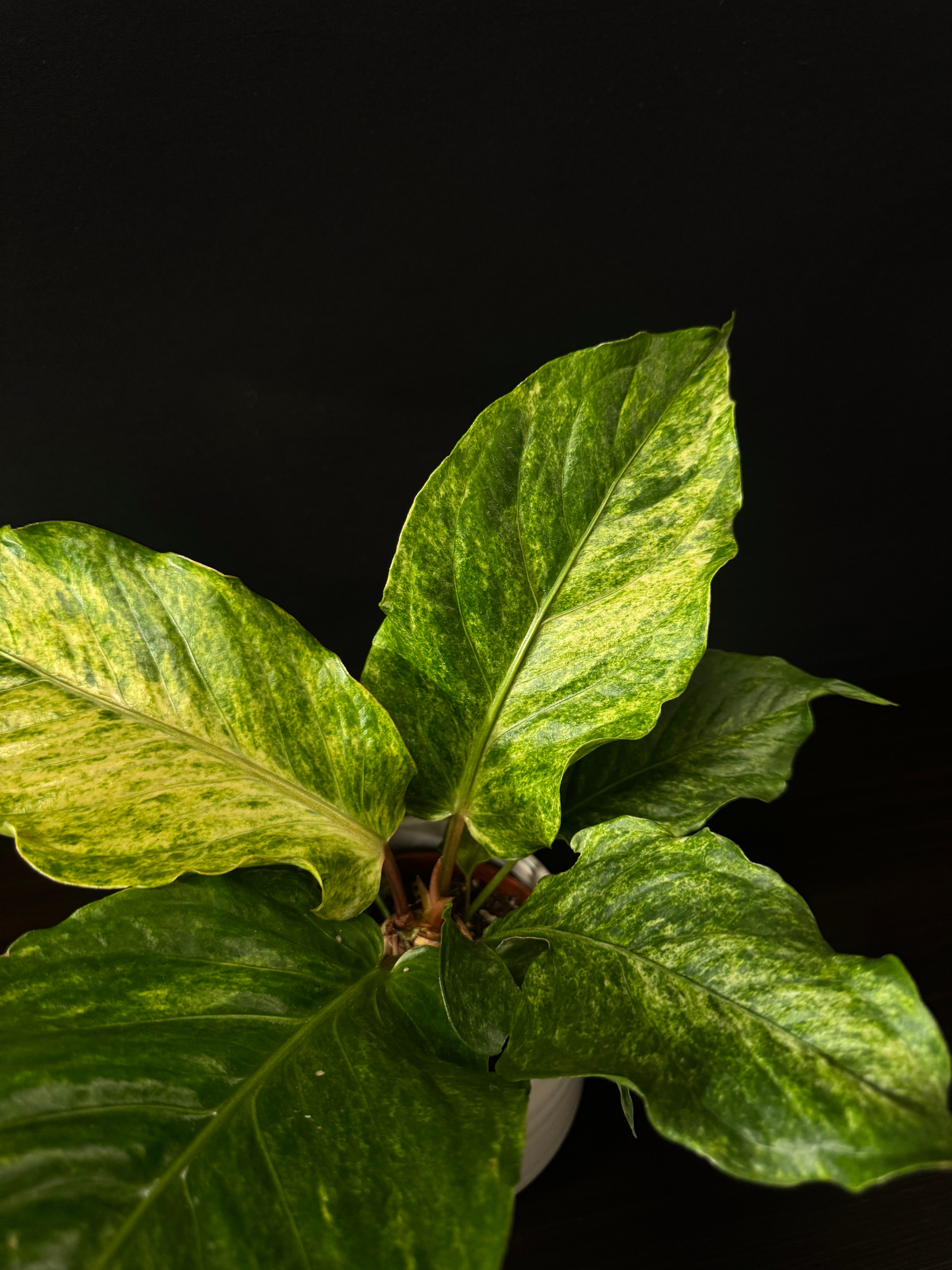 Anthurium Bonplandii Variegata