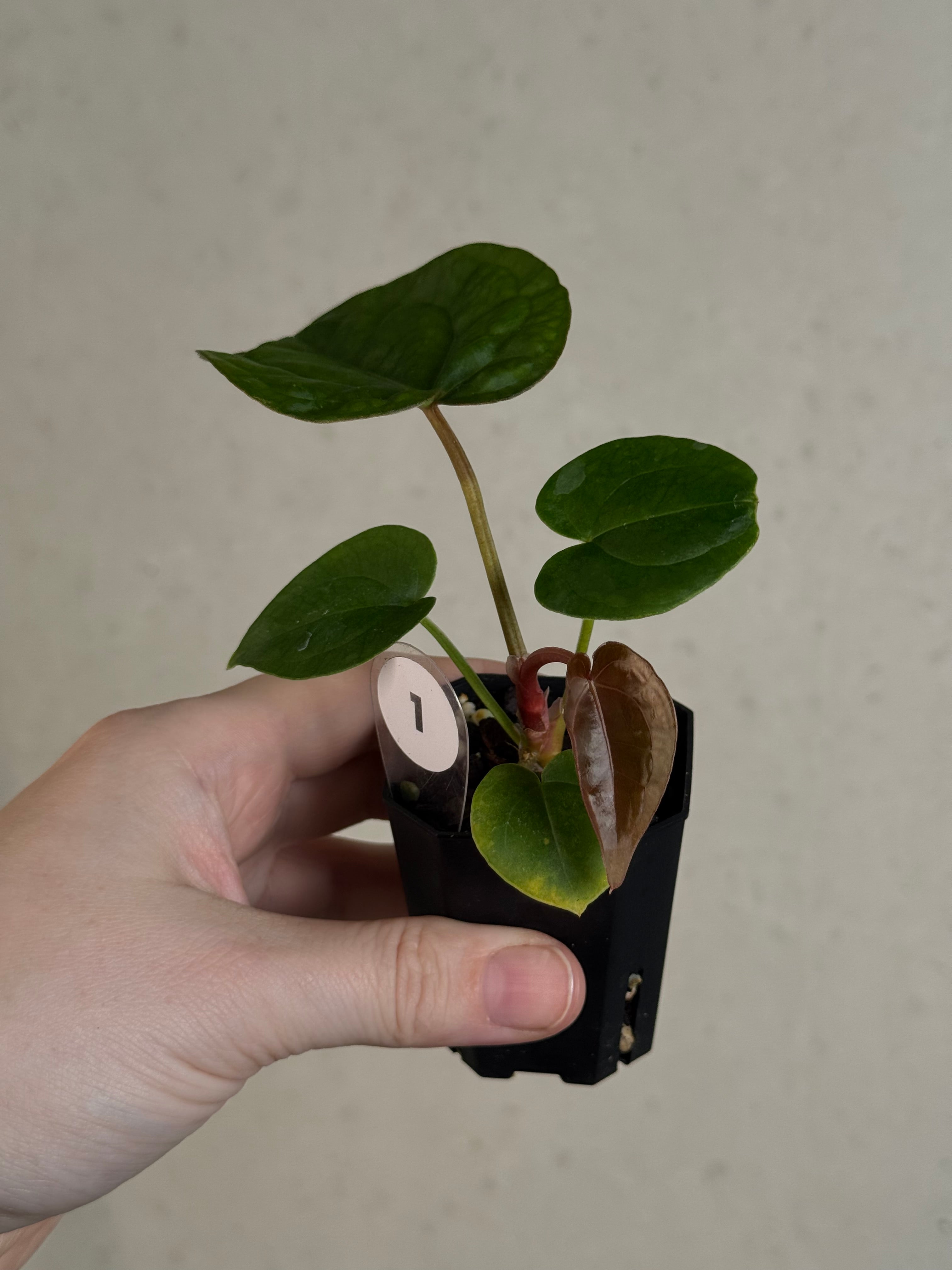 Anthurium Papillilaminum 'Guna Yala' x (Zara x Michelle)