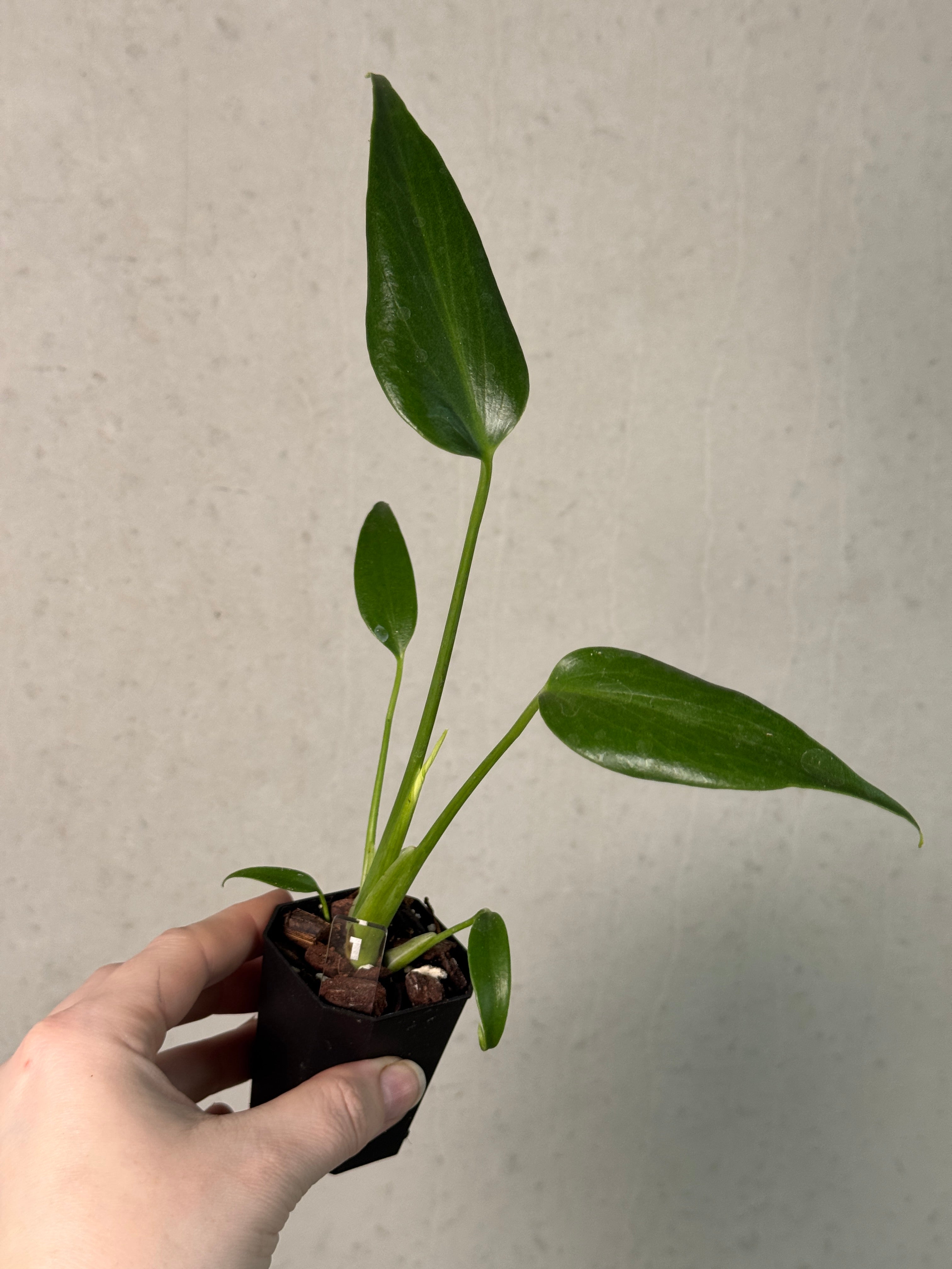 Monstera Burle Marx Flame