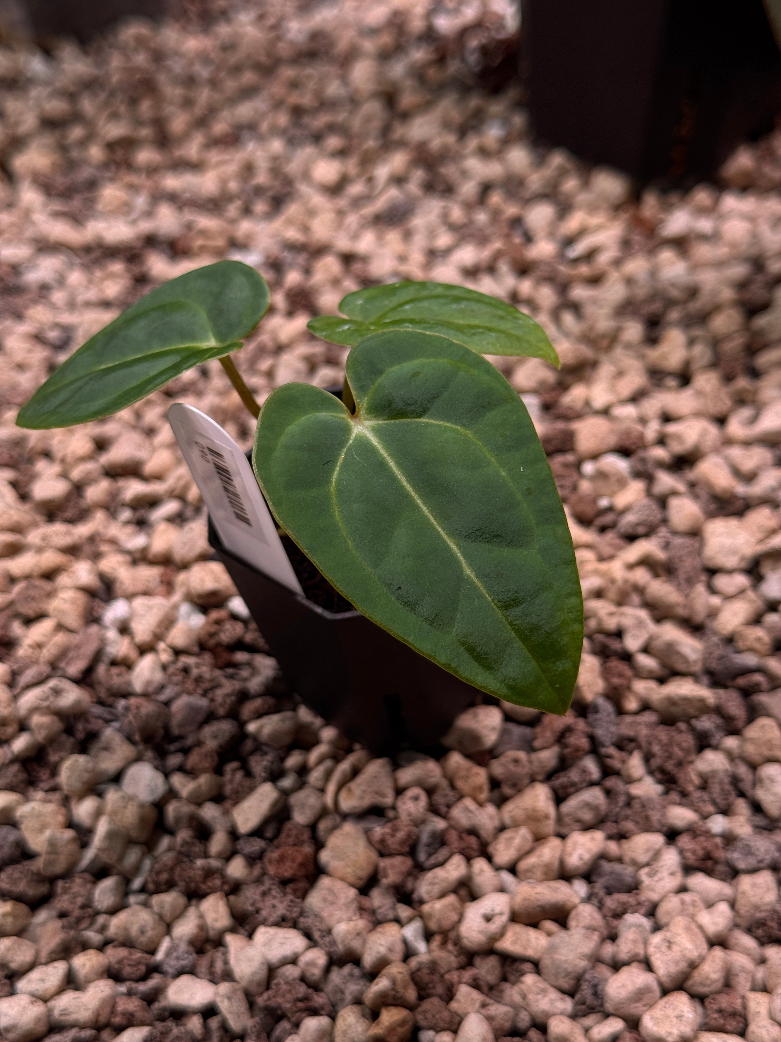 Anthurium (‘Pink Lemonade’ x Windy Dressleri) x Carlablackiae JPG.1