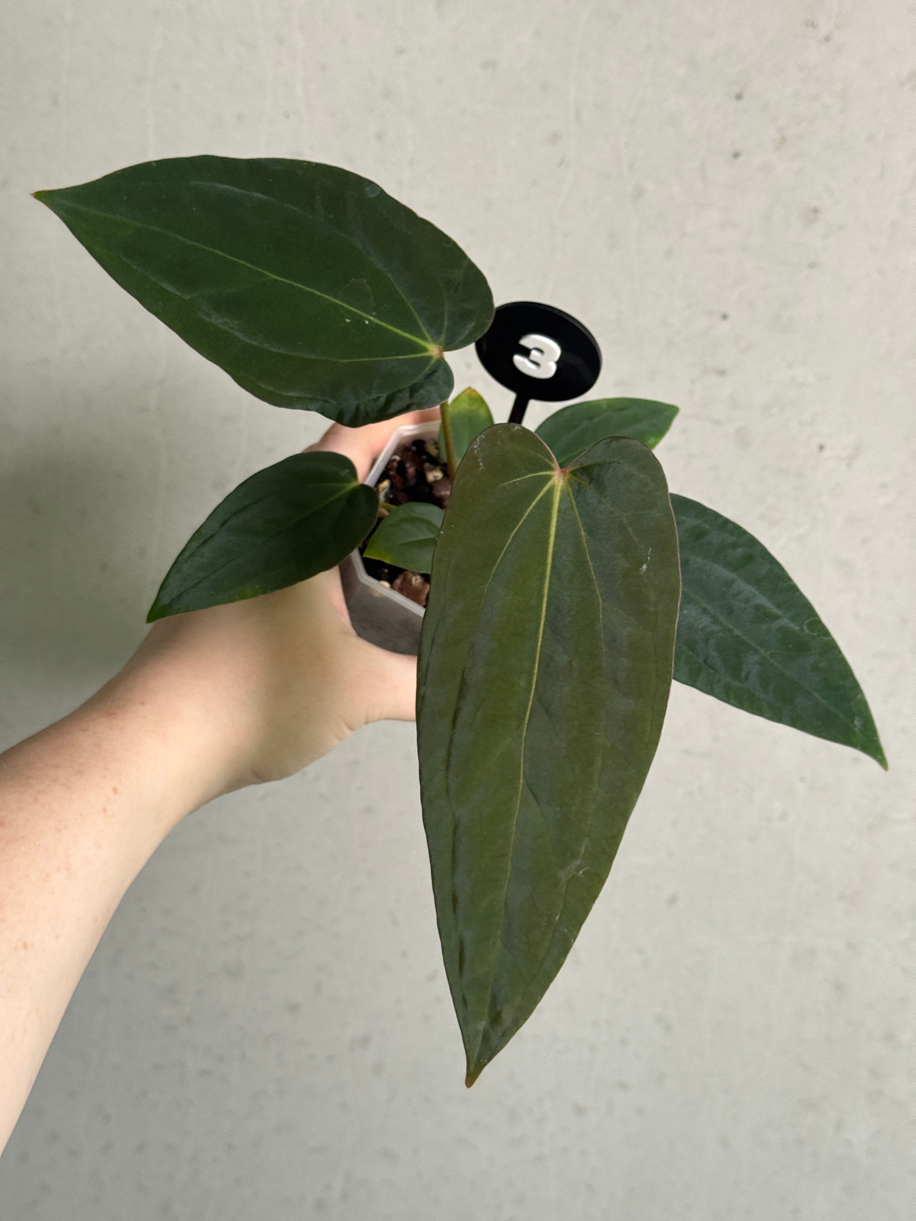 Anthurium Portillae 'Dorito' x BVEP 'Nightmare' plant with glossy dark green leaves and vibrant red flowers, from Crystallinaminum.