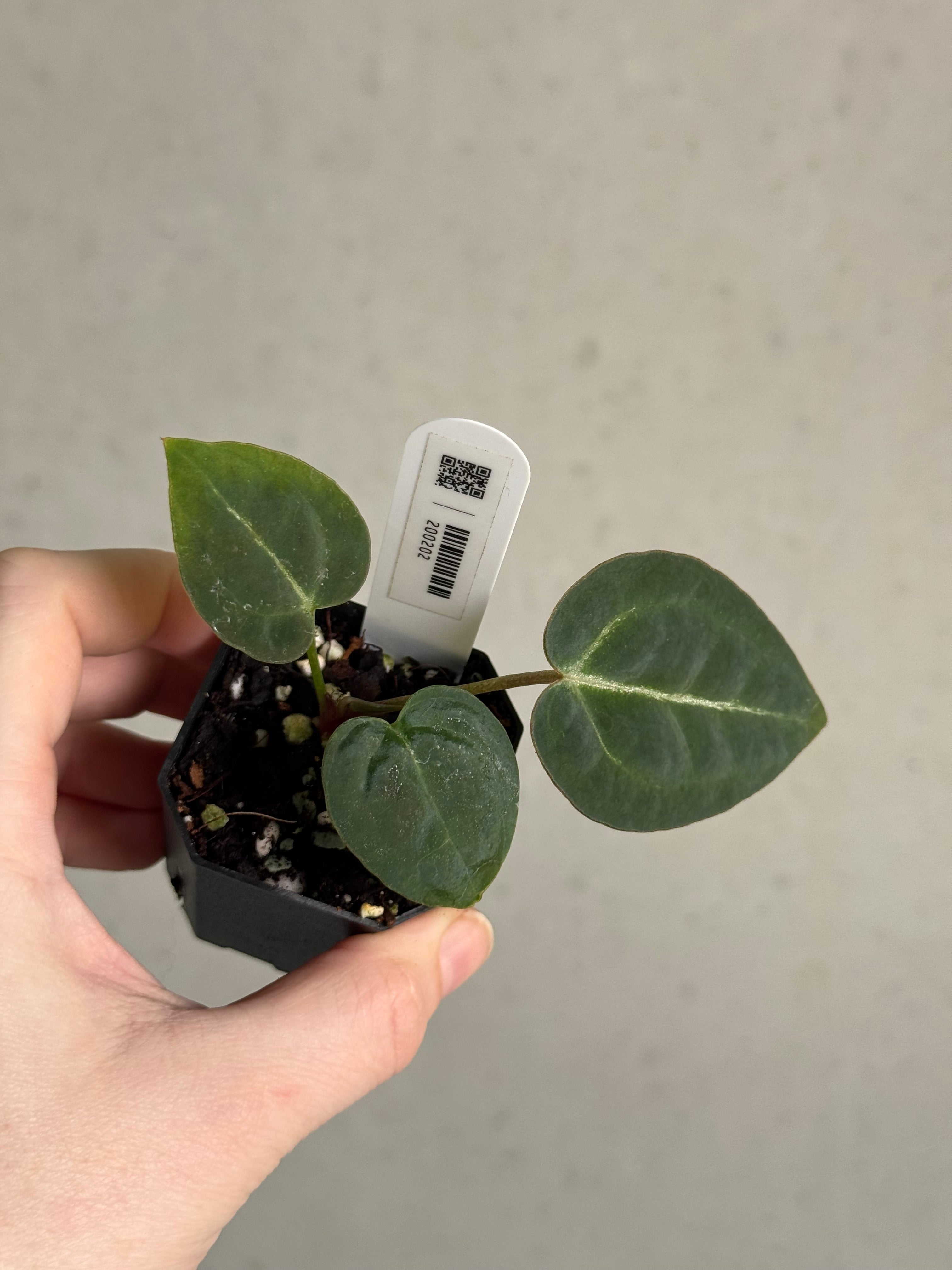 Anthurium Red Crystallinum WU5 x WU8 - SMUKHI