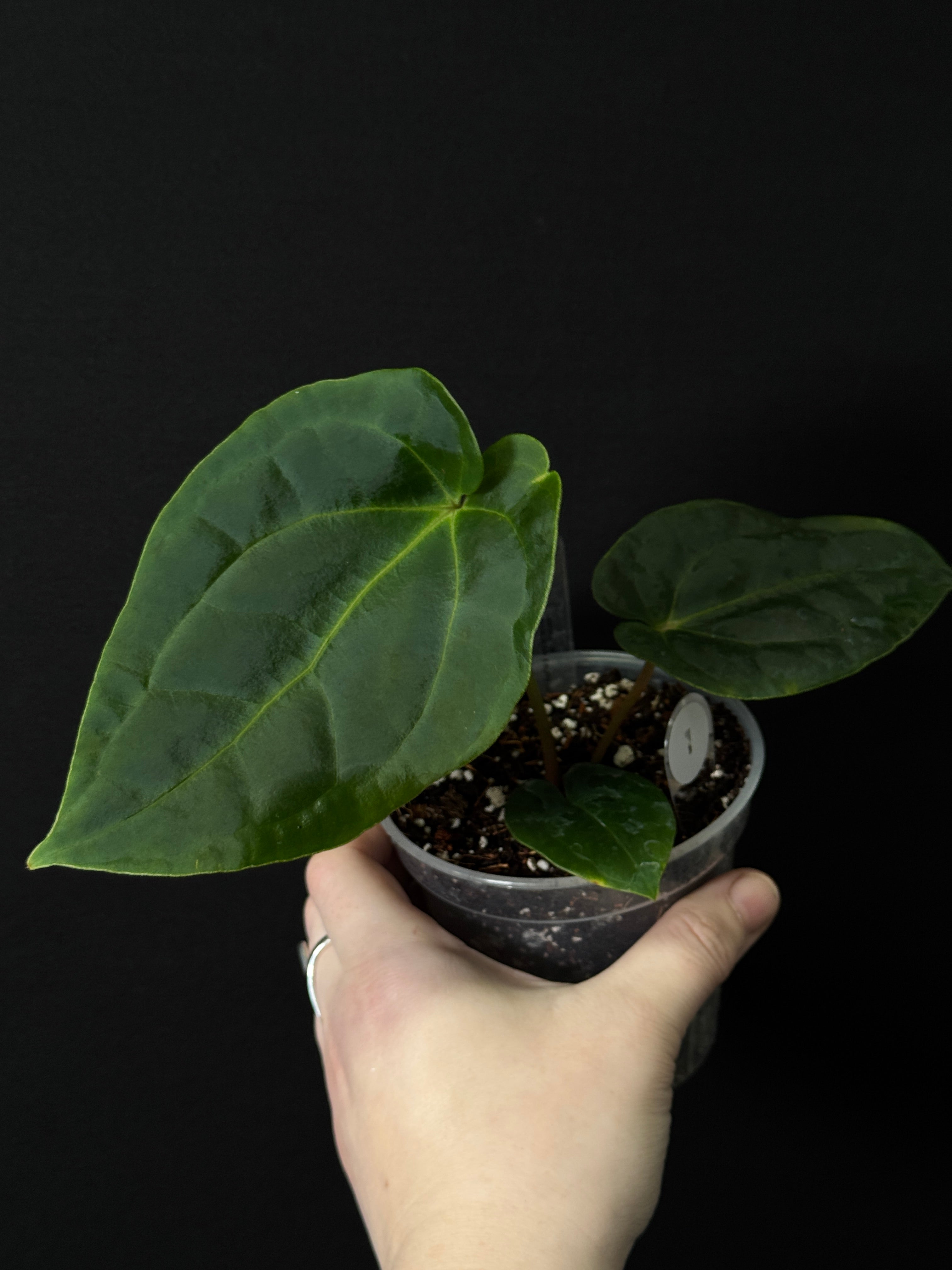 Anthurium Besseae aff x RLxFS