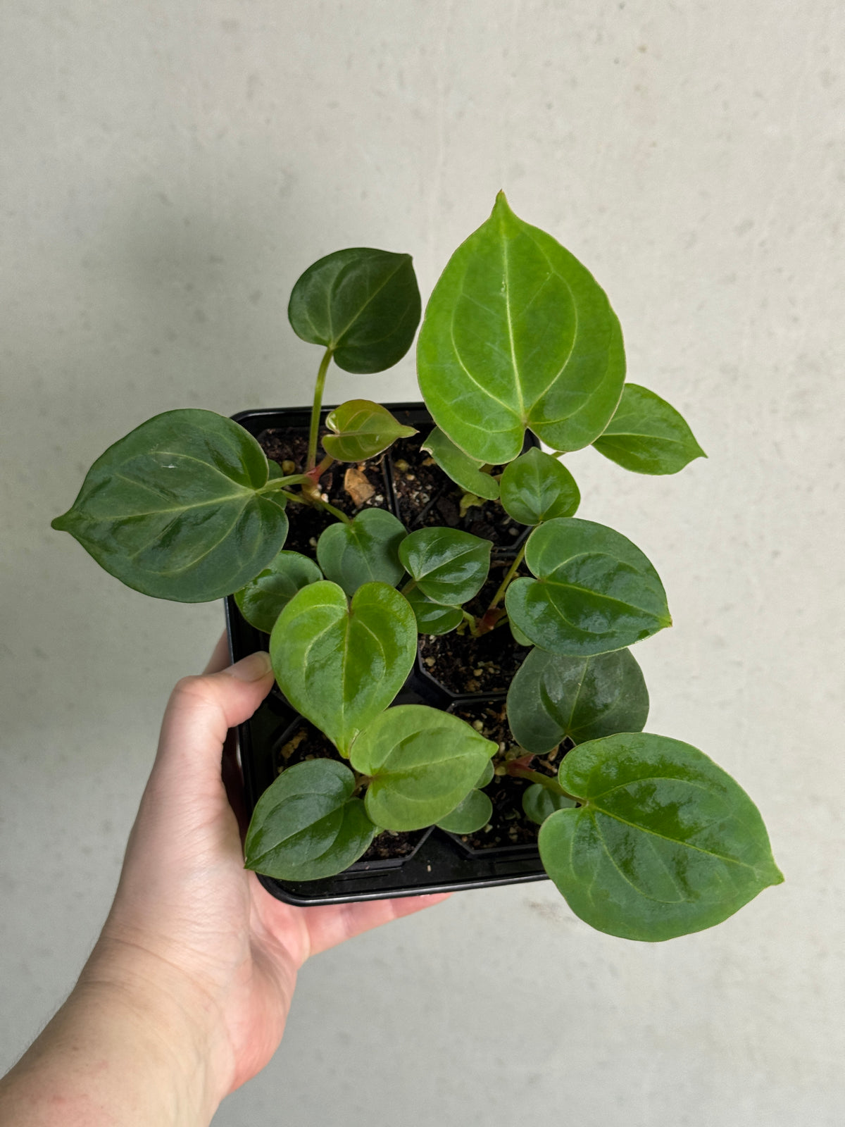Healthy Anthurium HU Round '1' x '2' plant from SMUKHI, featuring lush green leaves and vibrant, glossy foliage.