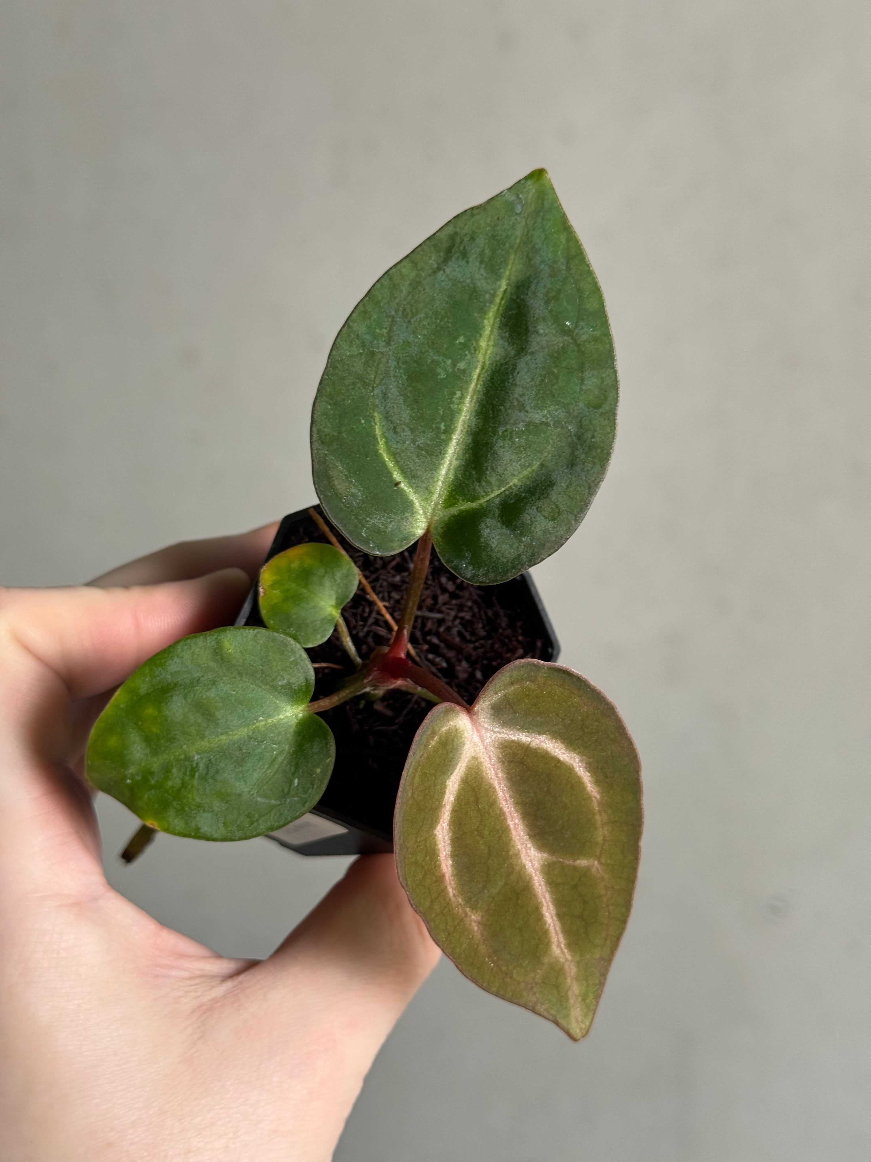 Anthurium Carlablackiae PM2 x PM1