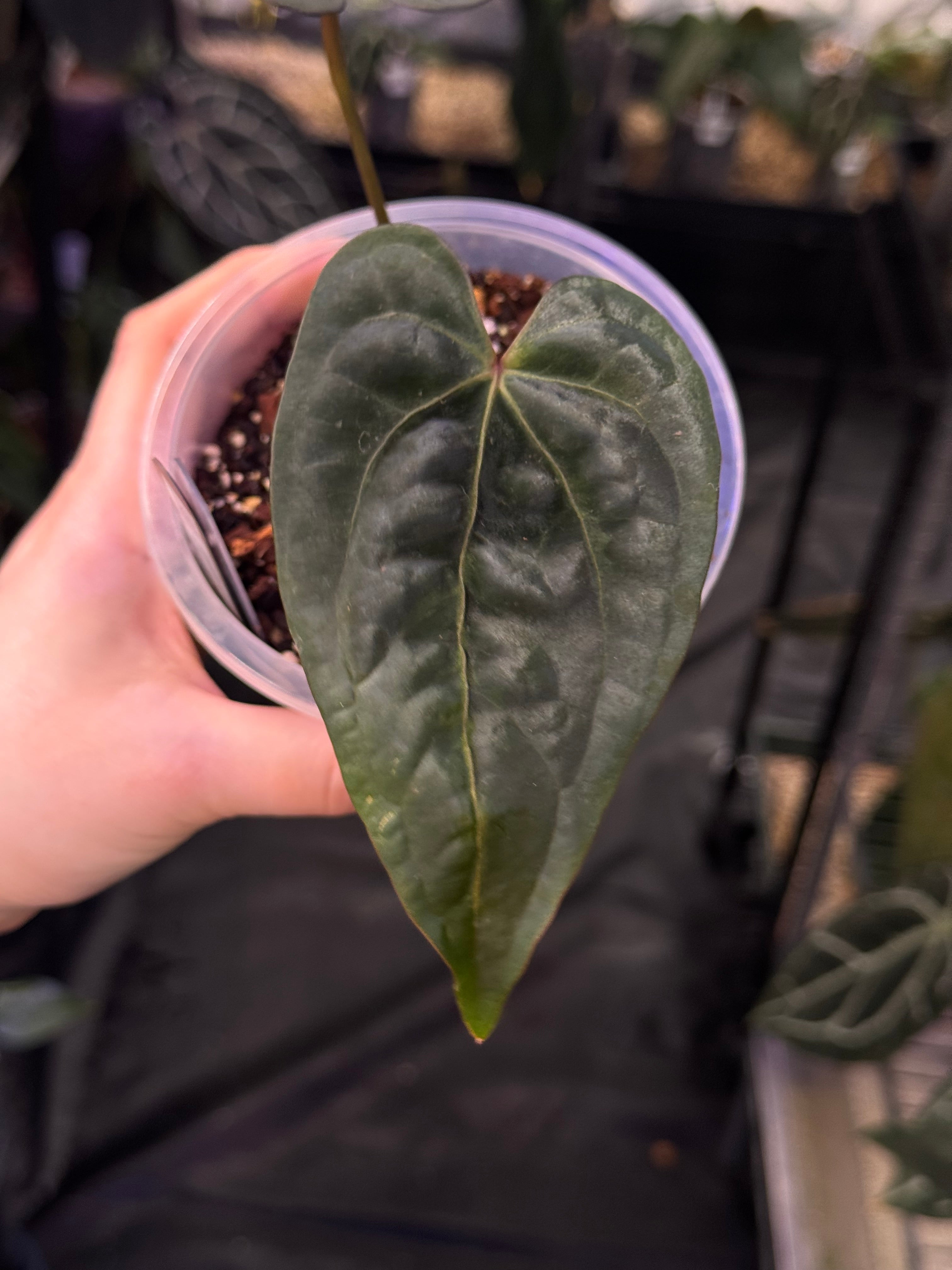 NFS: Anthurium Portillae NSE x Dressleri NSE