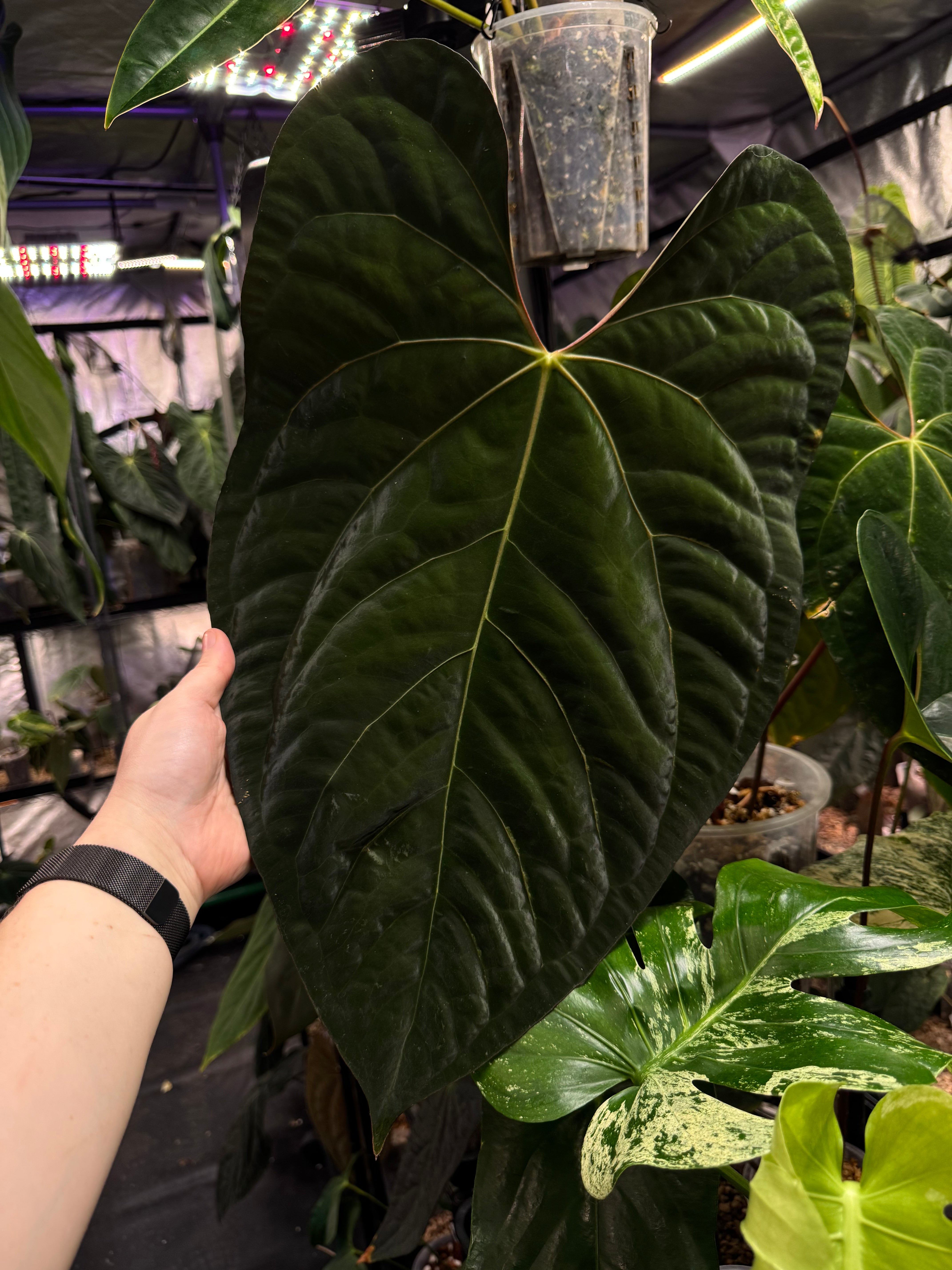 Anthurium Ace of Spades Dark Form x Papillilaminum 'Marie'