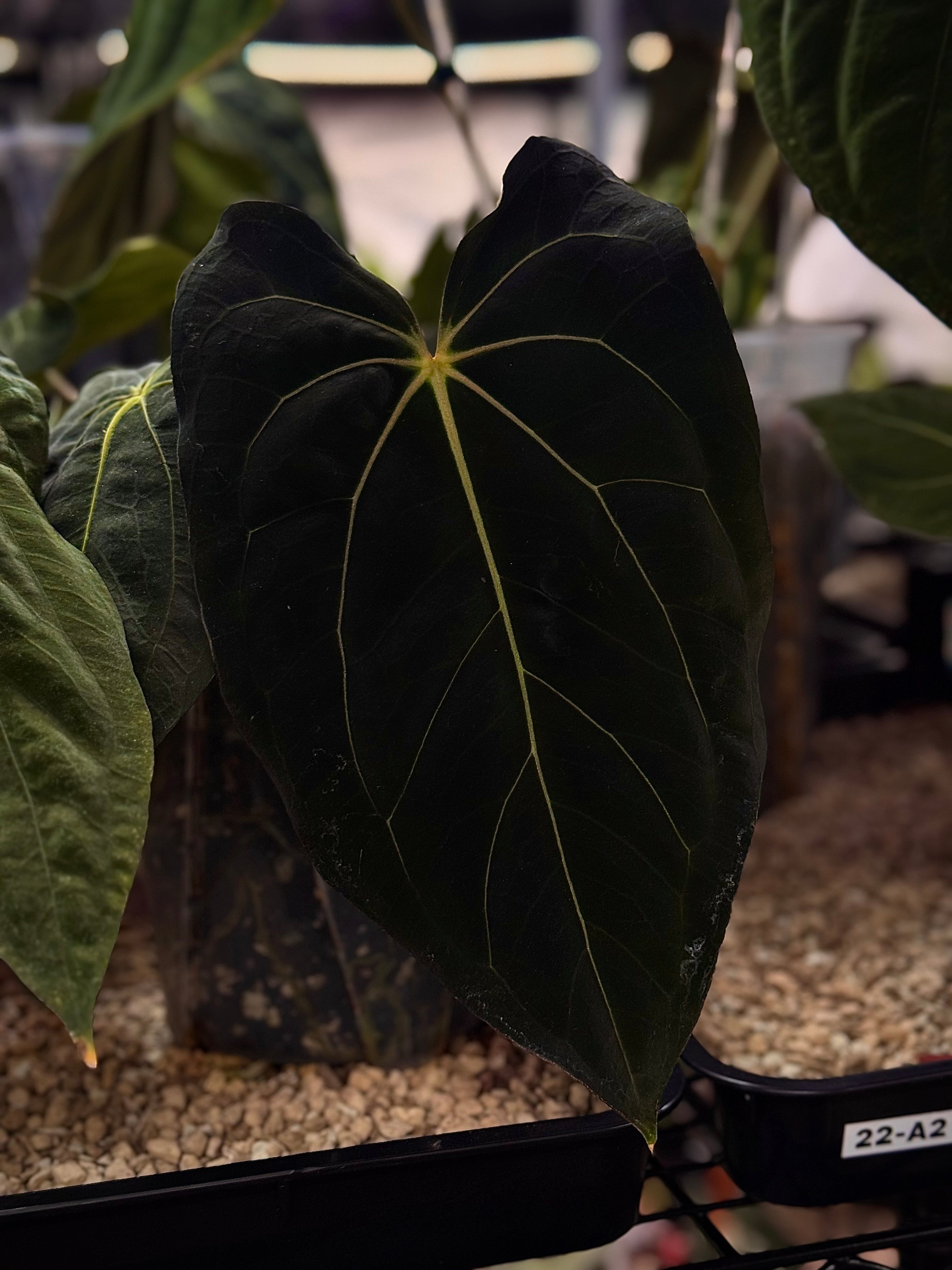 NFS: Anthurium Carlablackiae RD3 x FSxRL 'Grim Reaper'