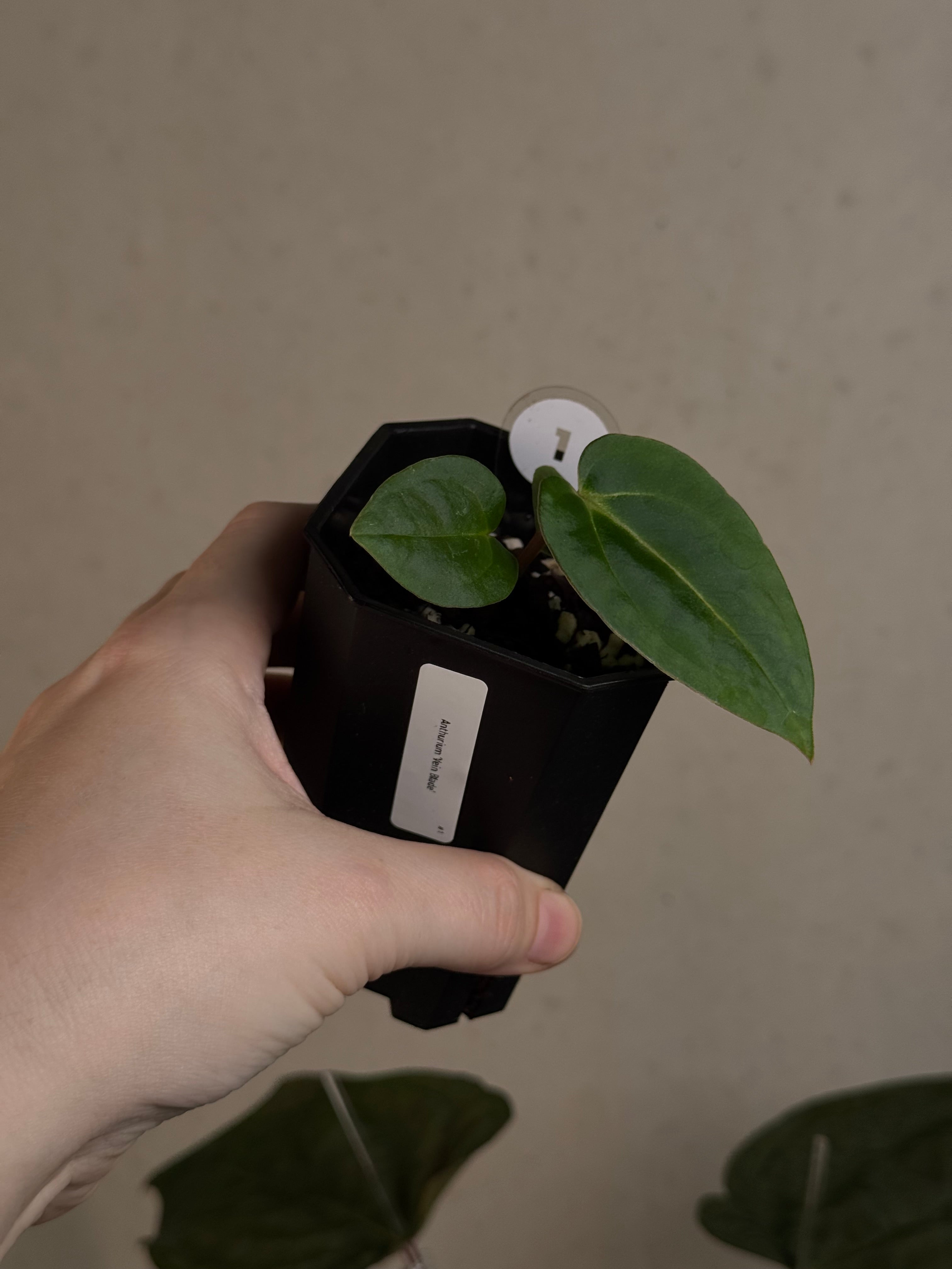 Anthurium ‘Vein Blade’