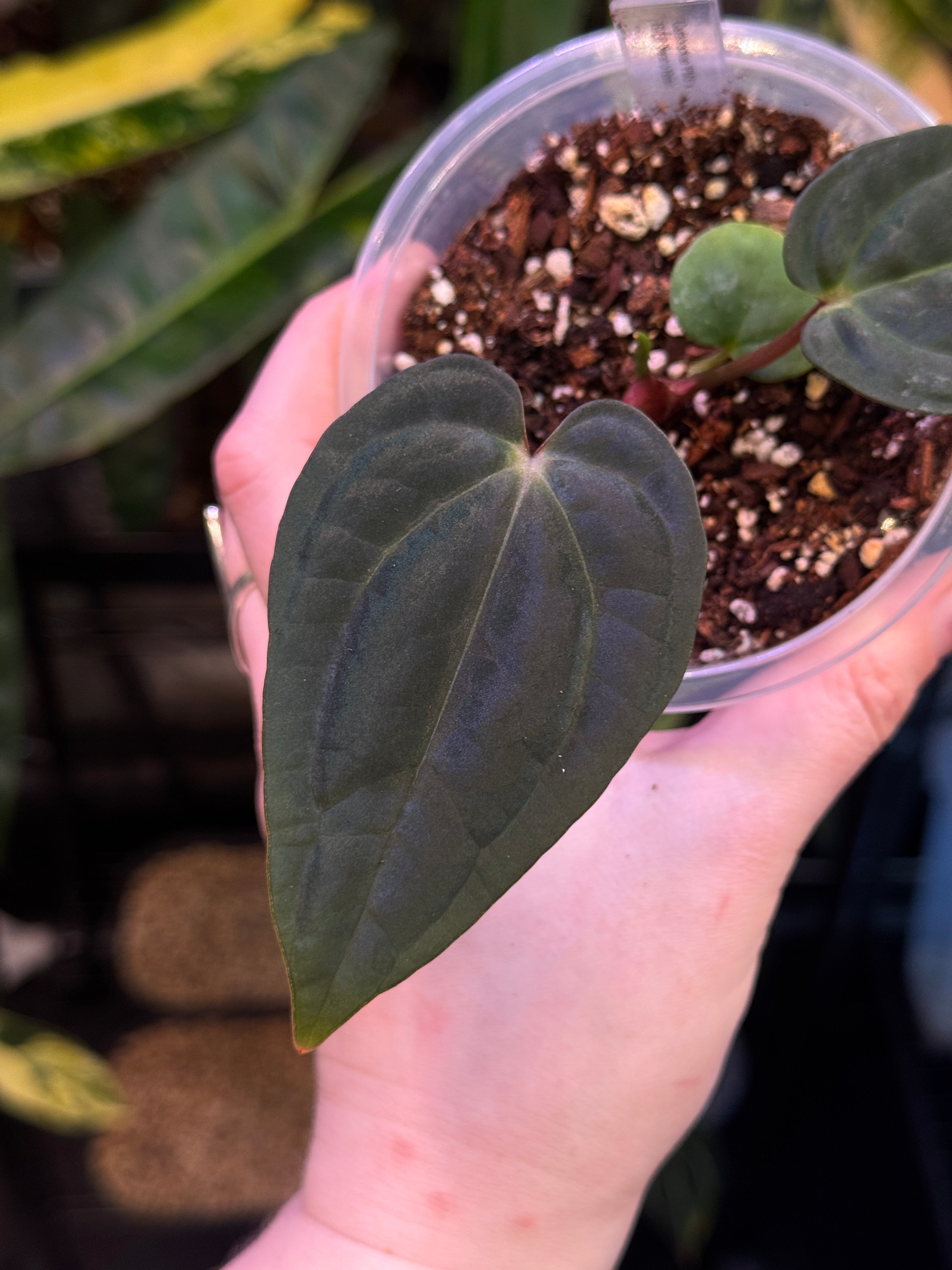 Anthurium Carlablackiae PM3 x BVEP ‘Swamp Raisin’